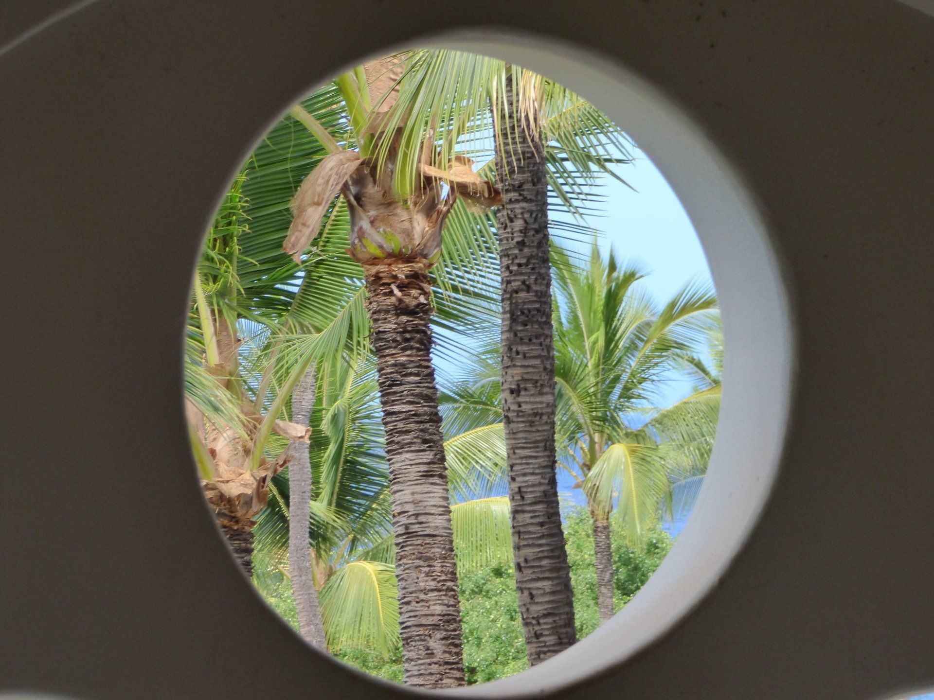 A view of palm trees through a round window