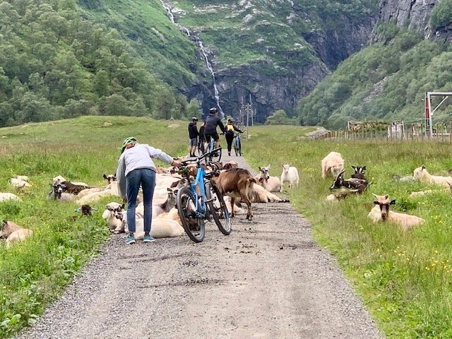 A group of people are riding bikes down a dirt road surrounded by sheep.