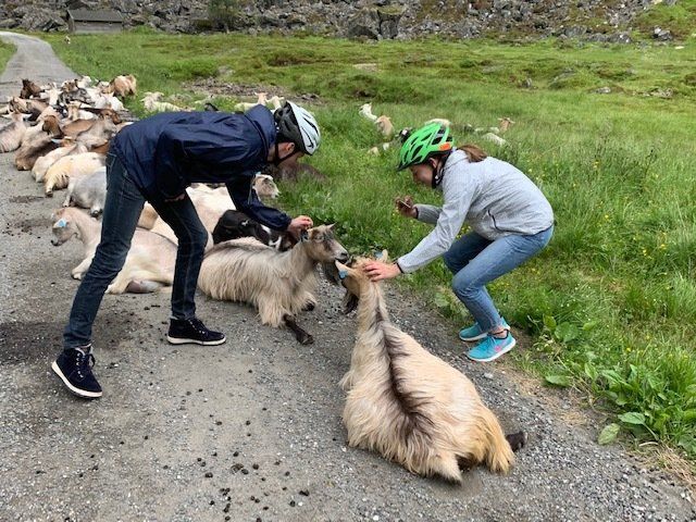 A man and a woman are feeding a herd of goats on the side of a road.