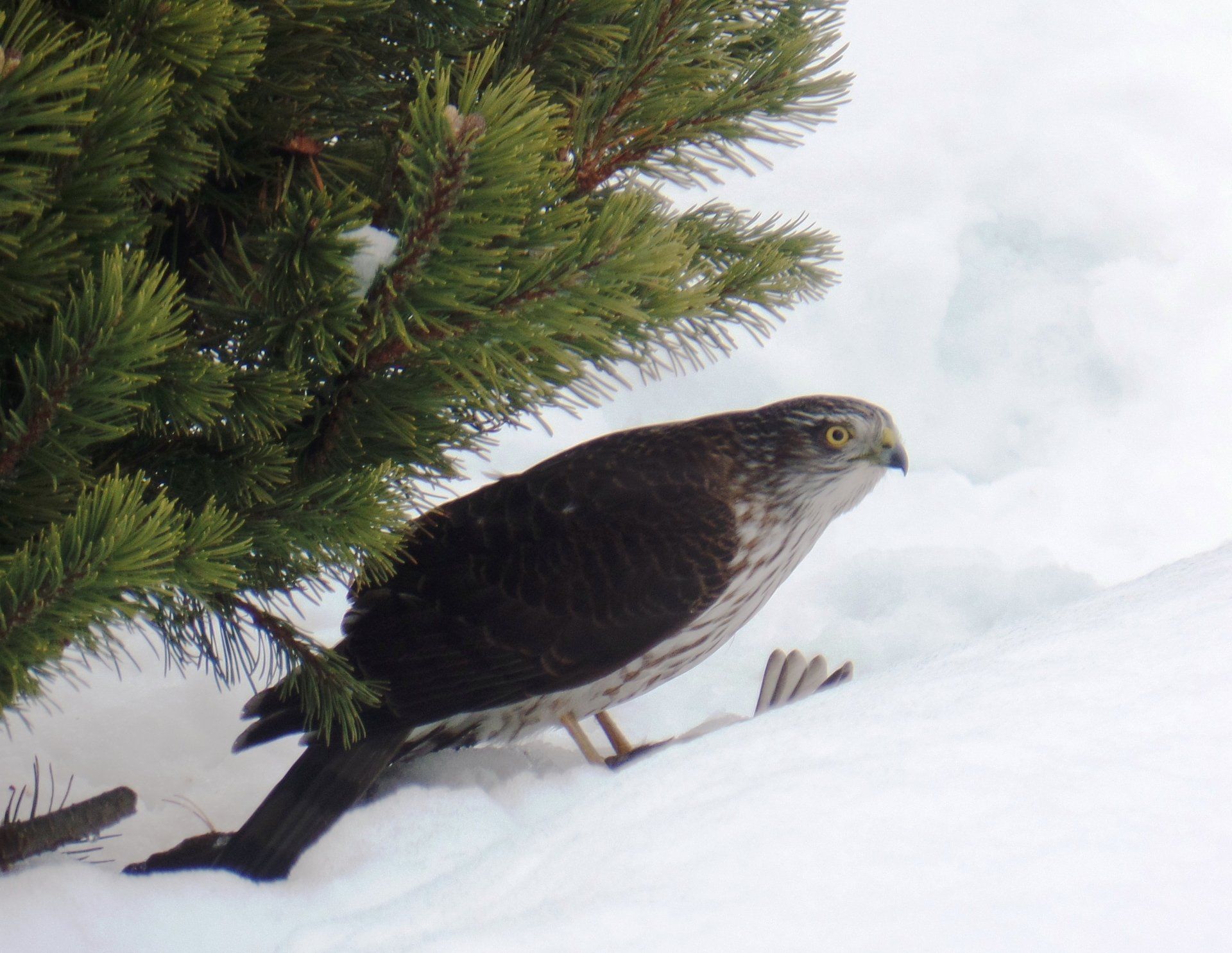 A bird is standing in the snow near a pine tree