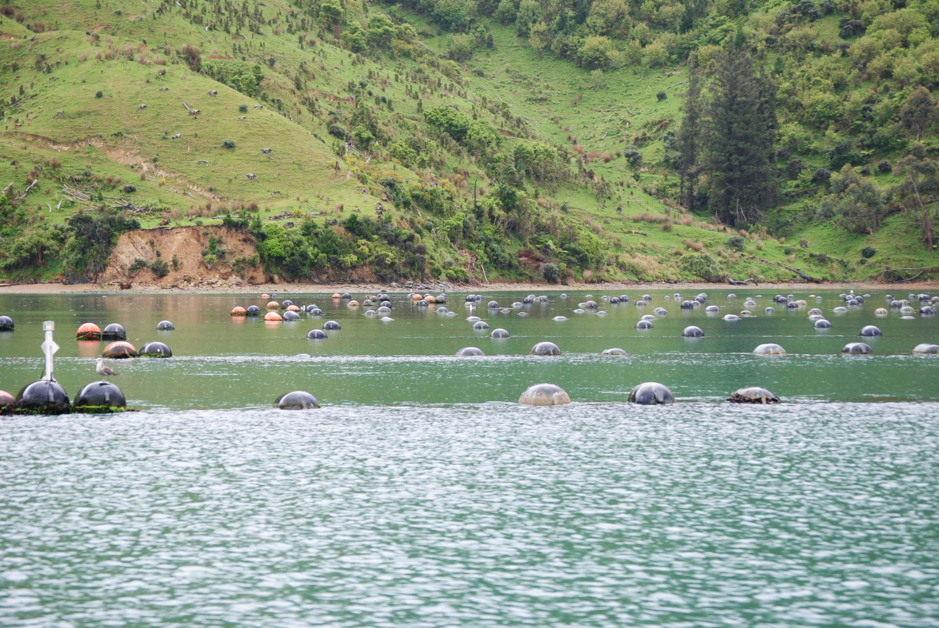 A large body of water with a lot of buoys in it