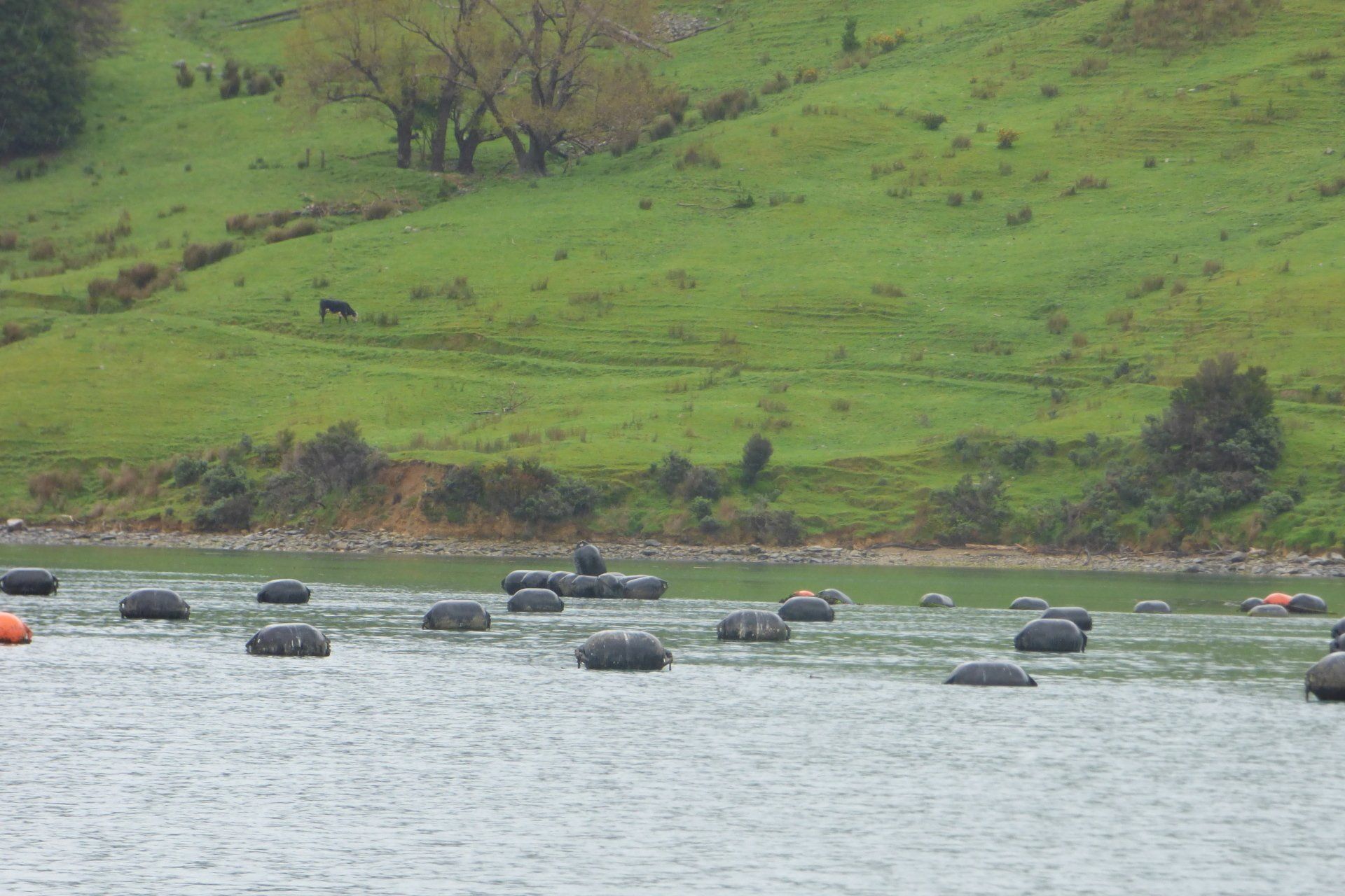A group of buoys are floating on top of a body of water.