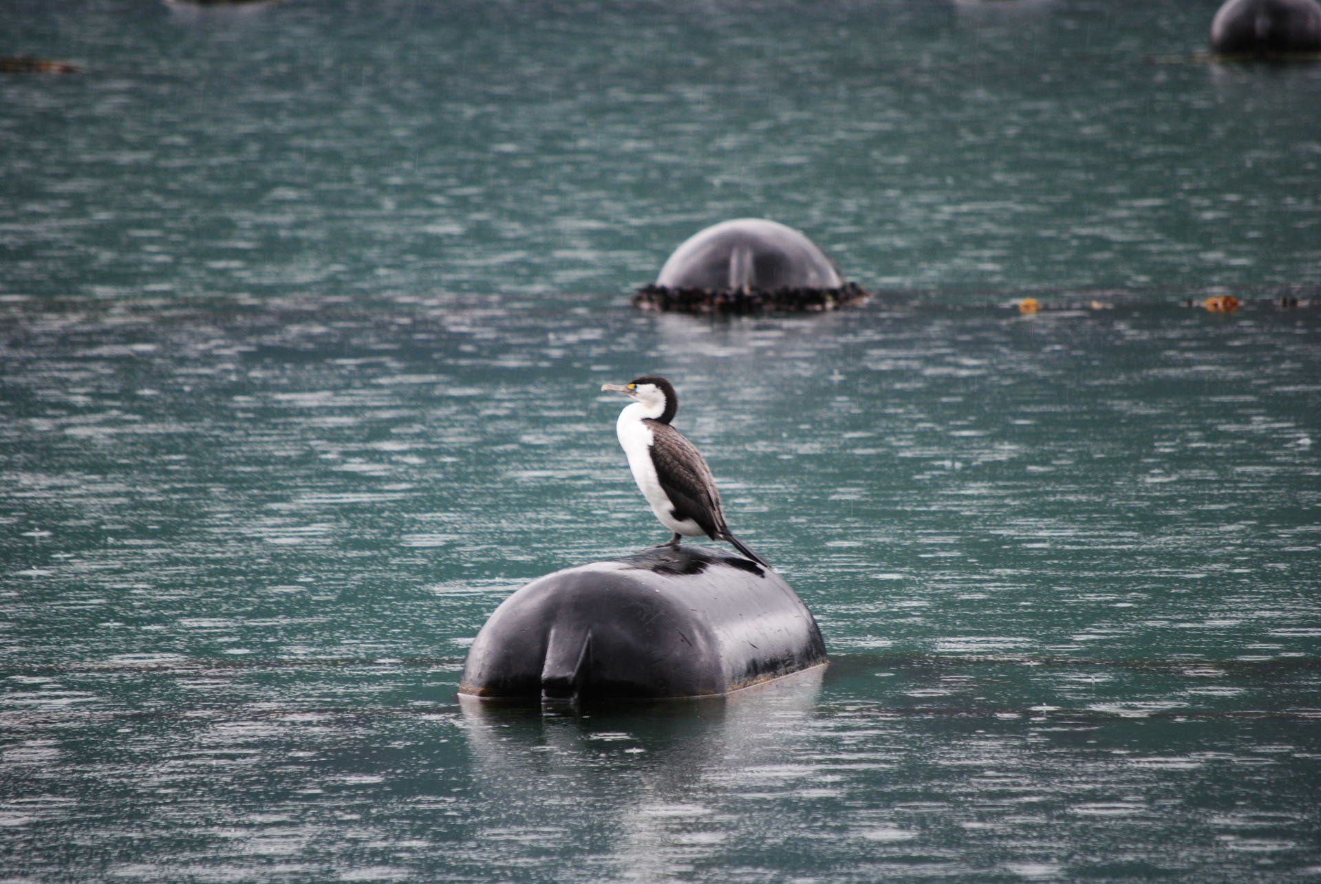 A bird is sitting on top of a buoy in the water.