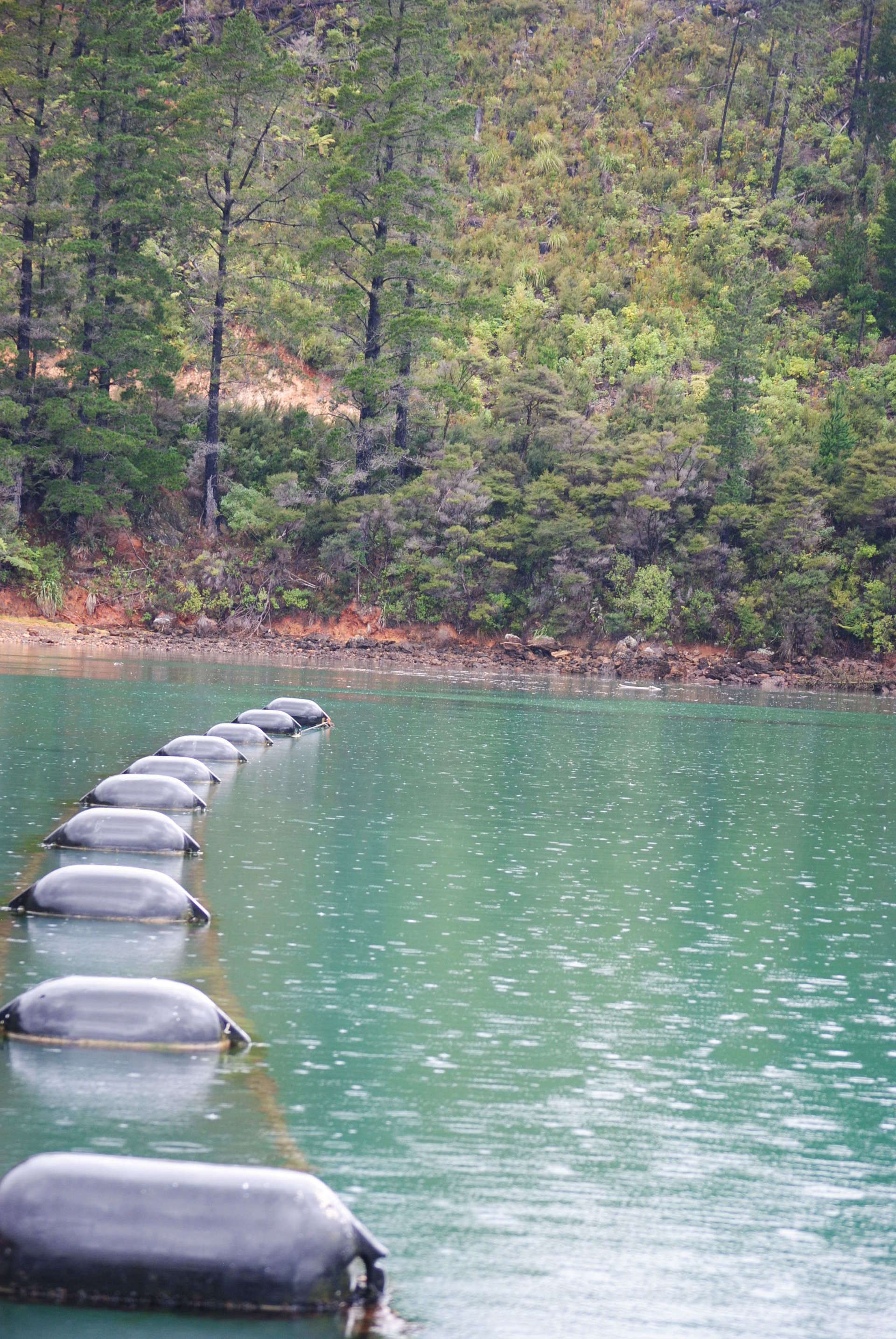 A row of buoys are floating on top of a lake surrounded by trees.