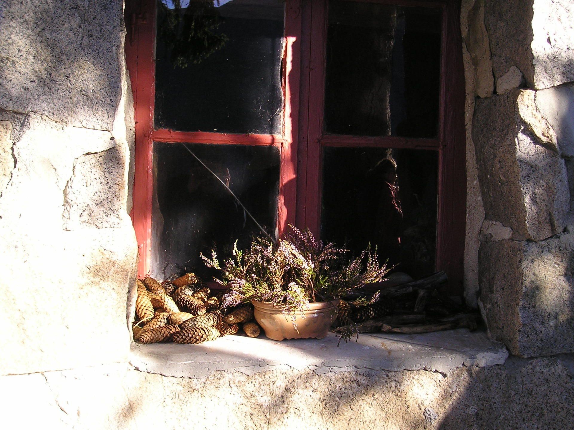 A potted plant sits on a window sill next to a window