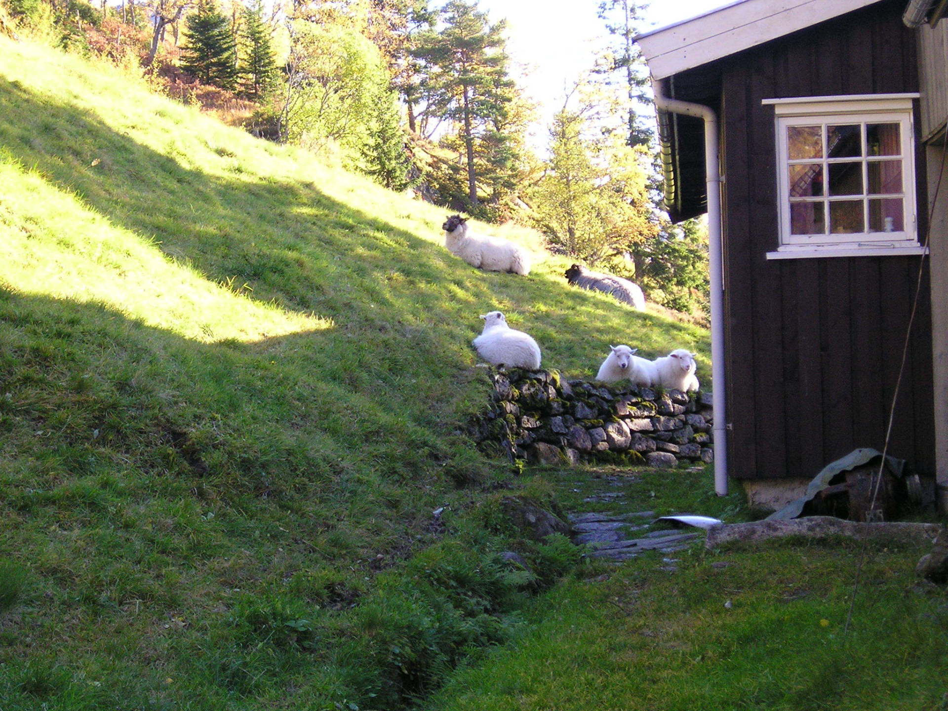 A group of sheep laying on a grassy hill next to a house