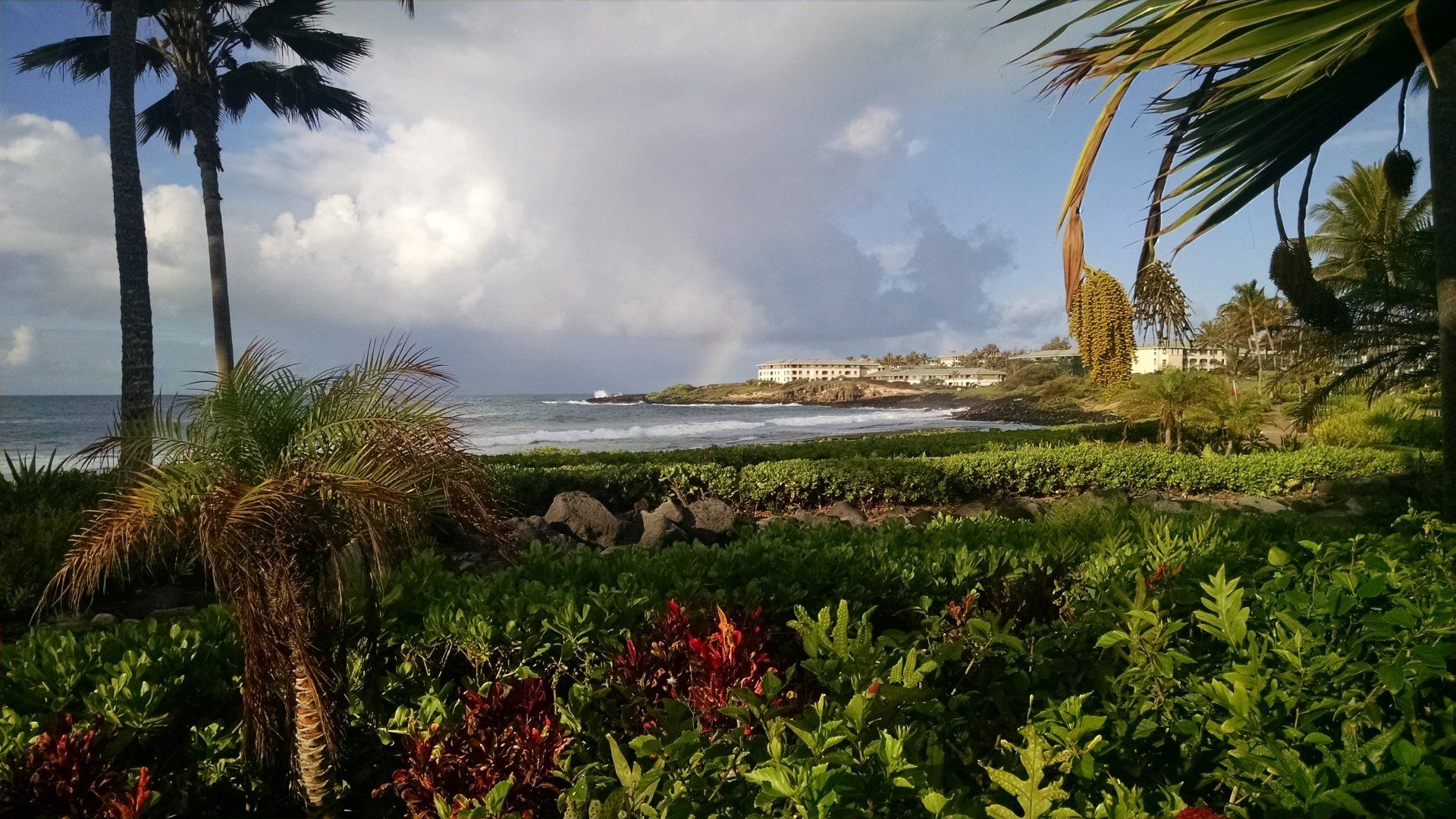A view of a beach with palm trees in the foreground