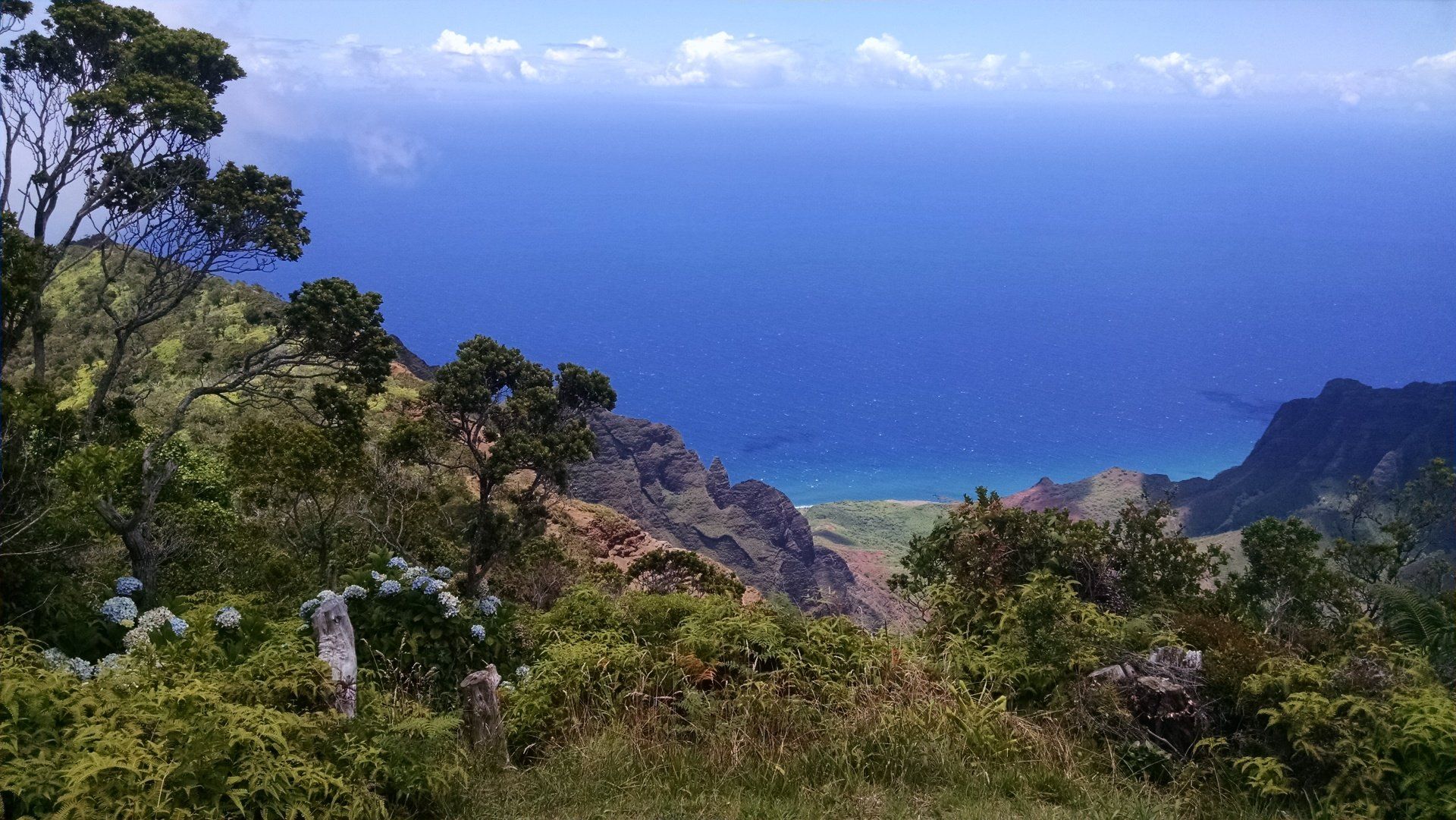 A view of the ocean from a mountain with trees in the foreground