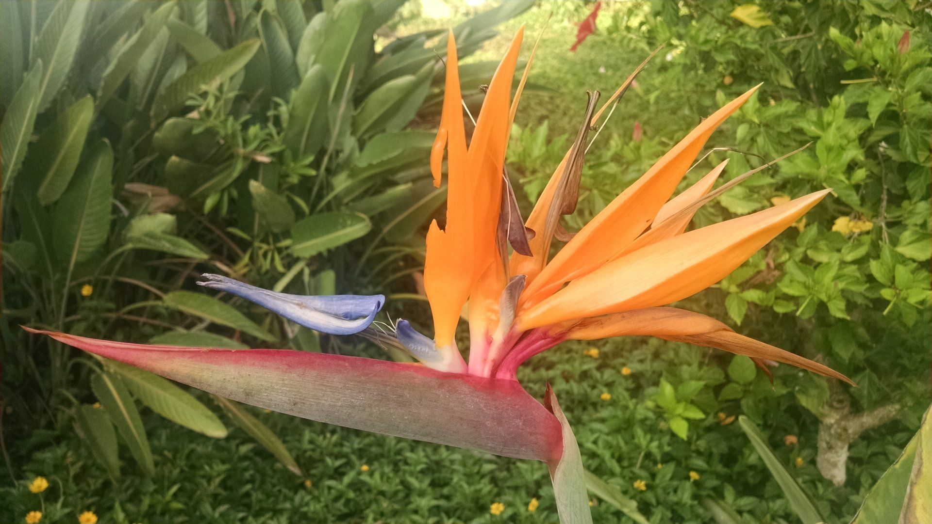 A close up of a bird of paradise flower in a garden.