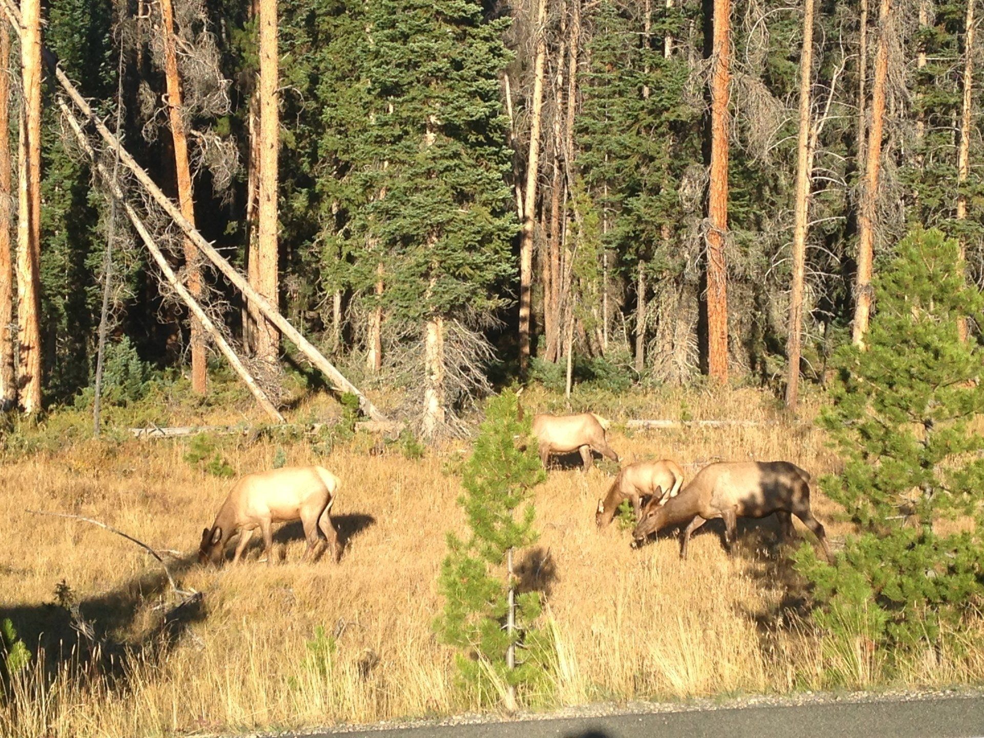 A herd of elk grazing in a field near a forest