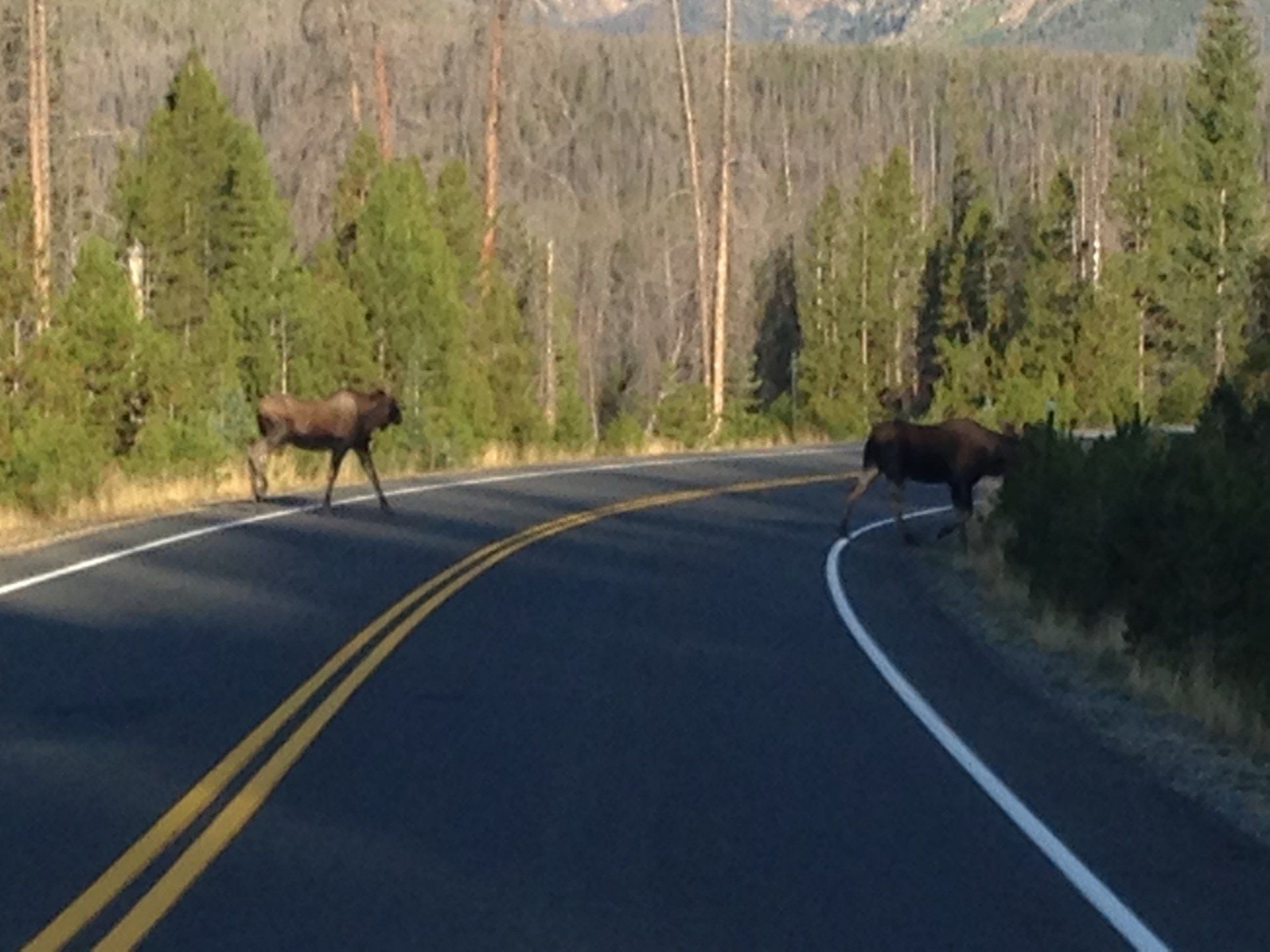 Two moose are crossing a road in the woods