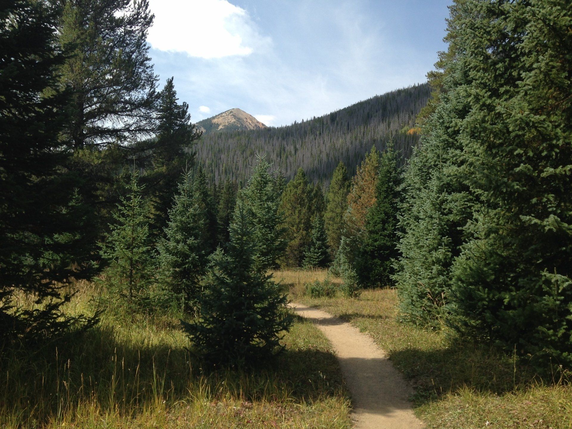 A dirt path going through a forest with a mountain in the background