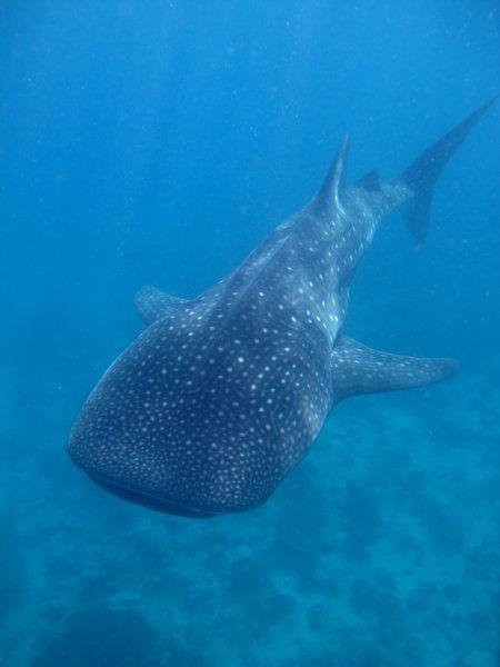 A large whale shark is swimming in the ocean.