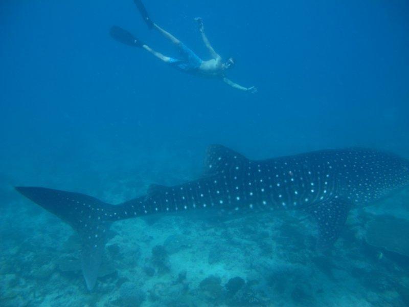 A person is swimming next to a whale shark in the ocean.