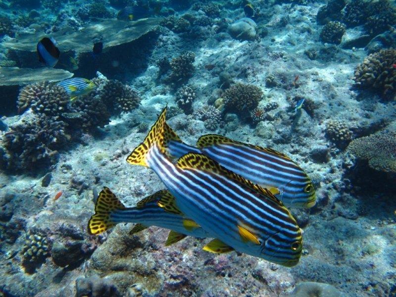 Two fish are swimming in the ocean near a coral reef