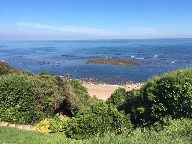 A view of the ocean from a hill with trees in the foreground.