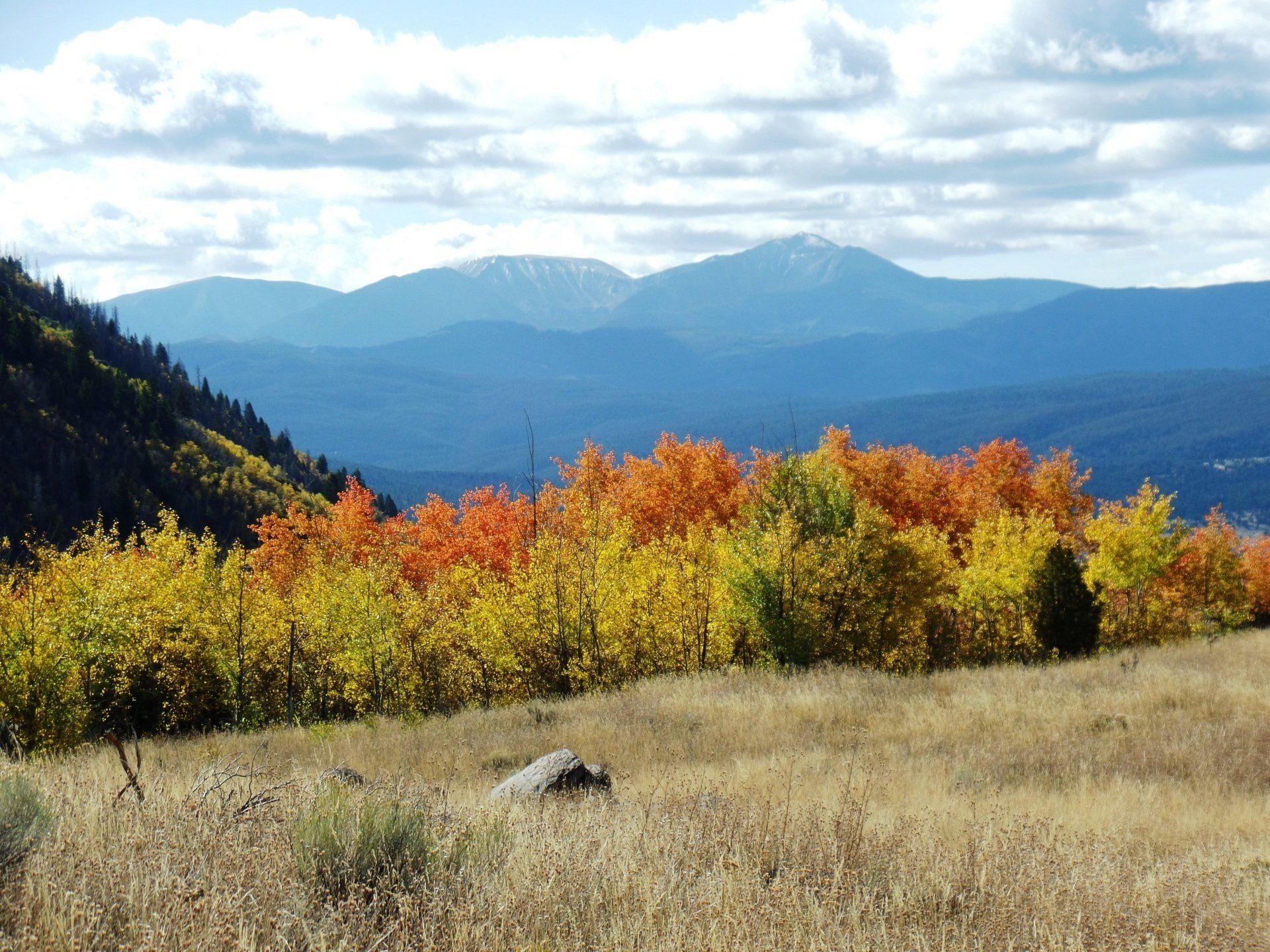 A field with trees in the foreground and mountains in the background