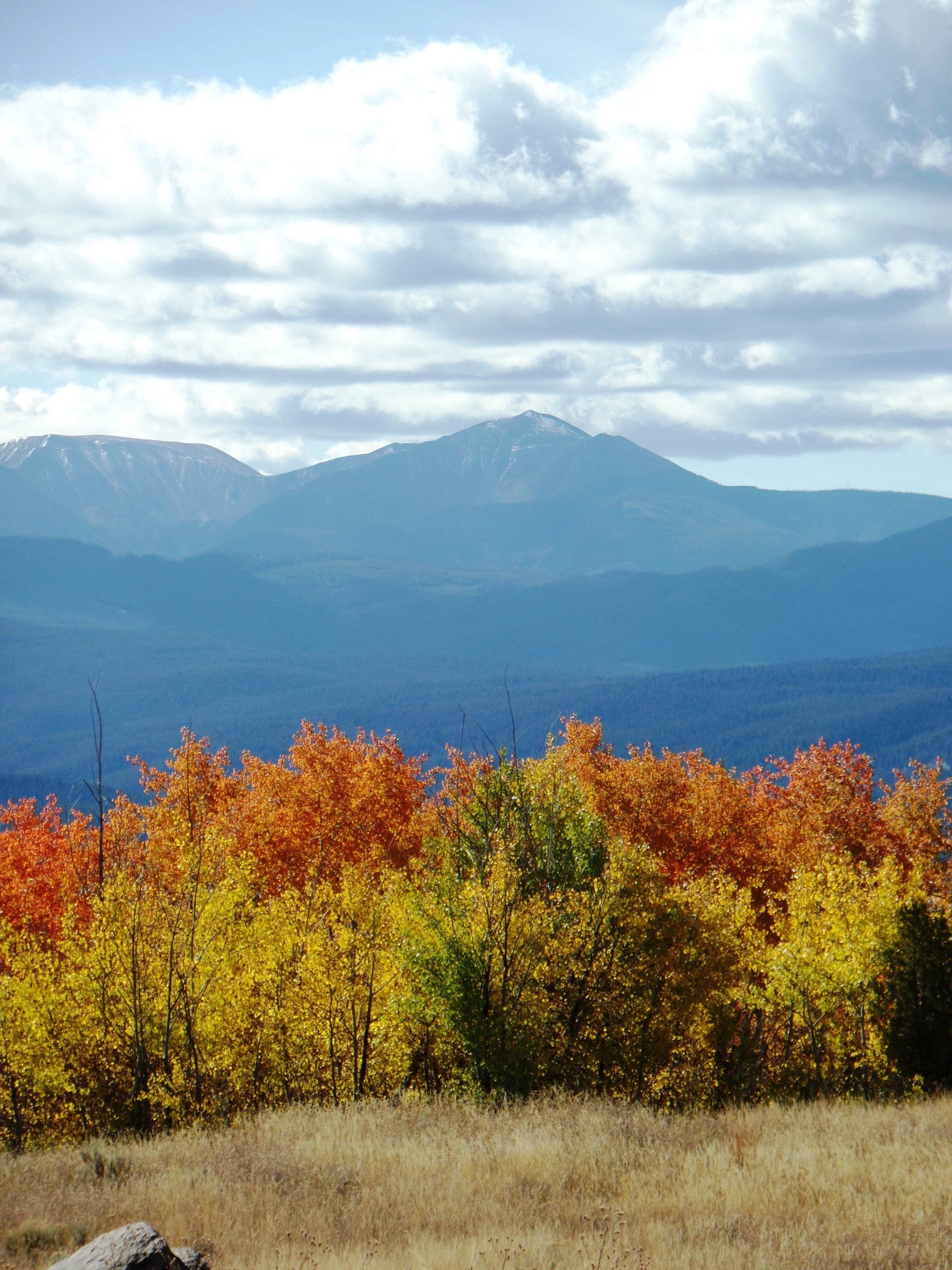A field of trees with mountains in the background