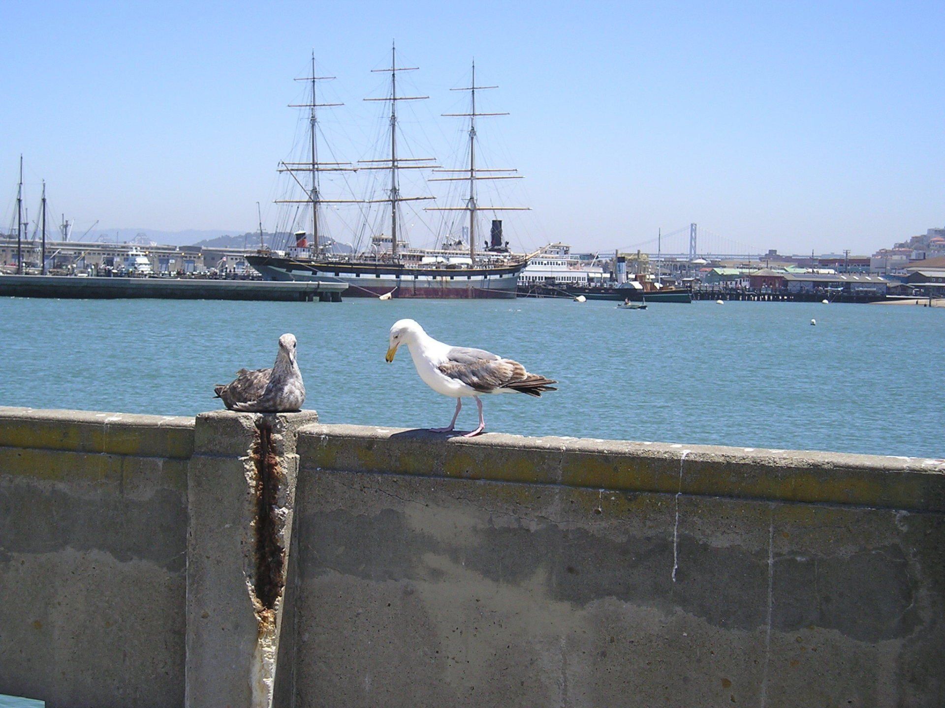 Two seagulls are perched on a concrete wall overlooking a body of water