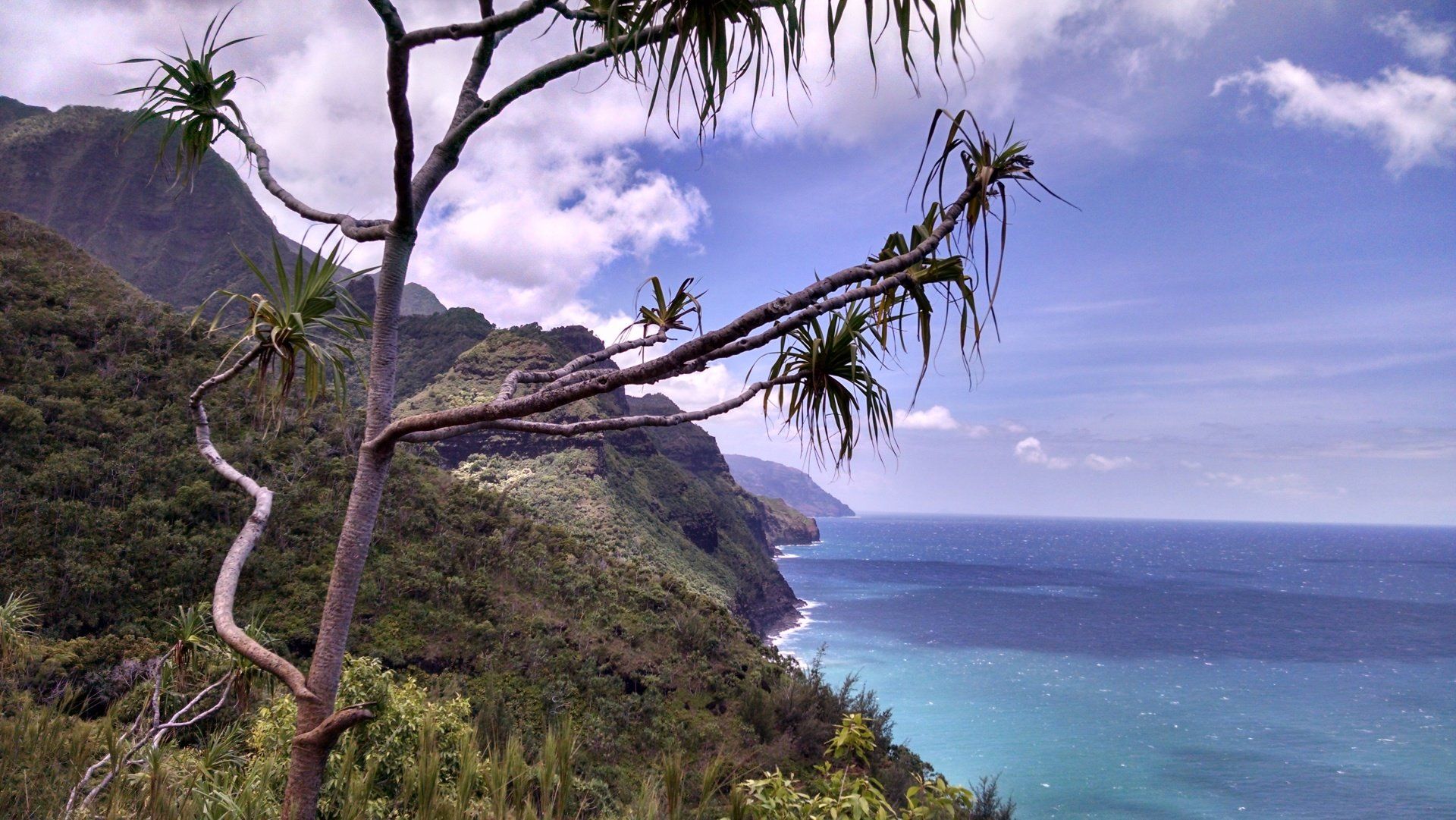 A tree branch is hanging over a cliff overlooking the ocean.