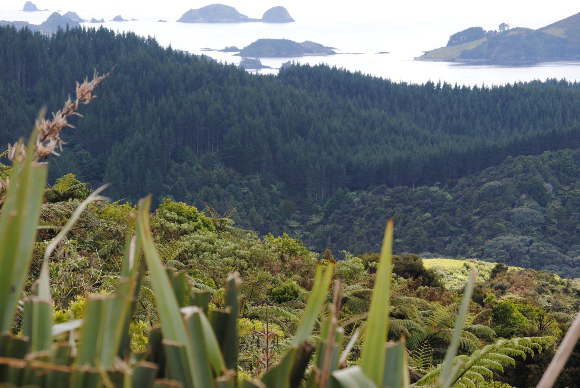 A lush green forest with a body of water in the background