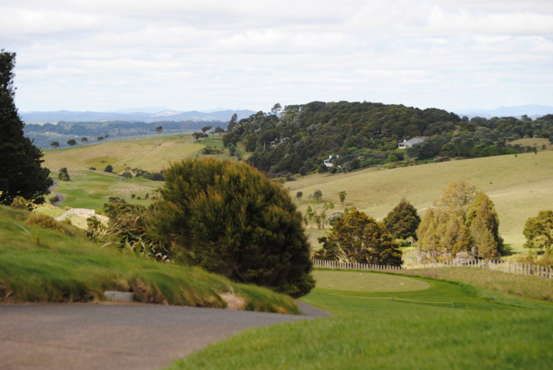 A road going through a grassy field with trees on the side of it.