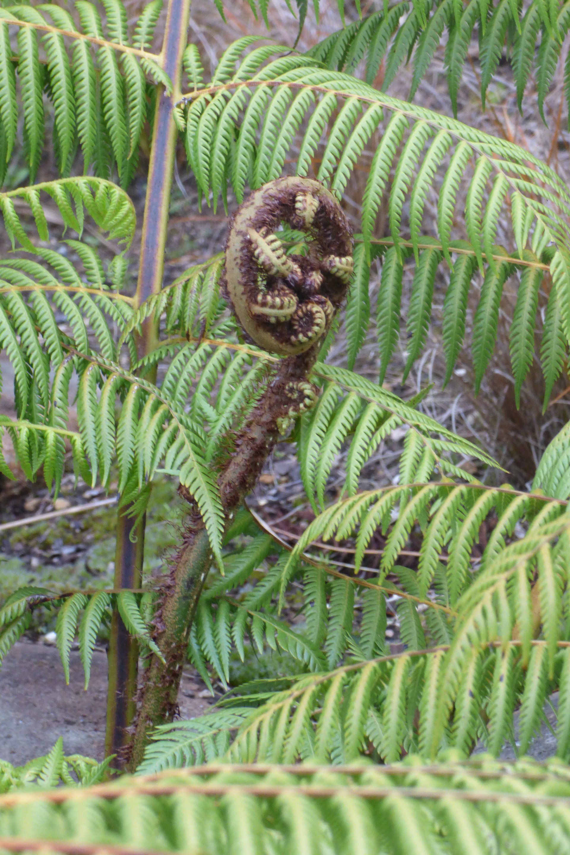 A close up of a fern with a twisted stem and leaves.