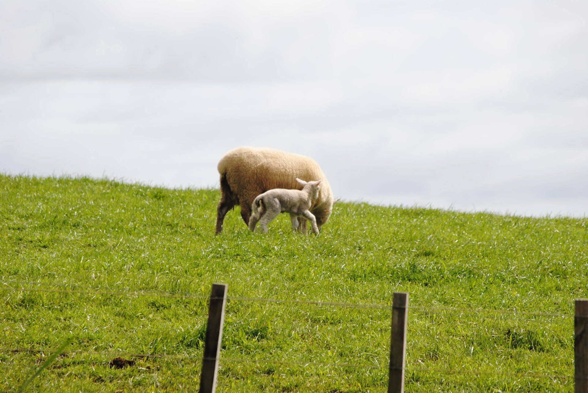 A sheep and a lamb are grazing in a grassy field.