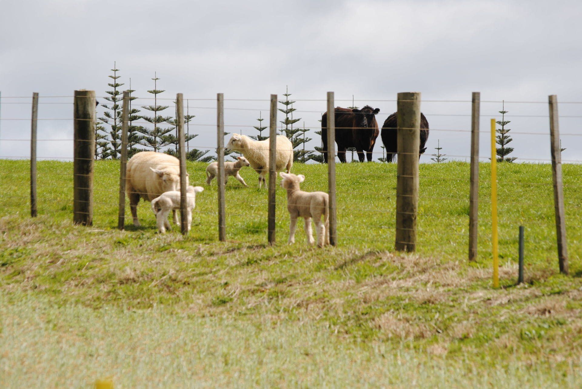 A herd of sheep standing in a grassy field behind a fence