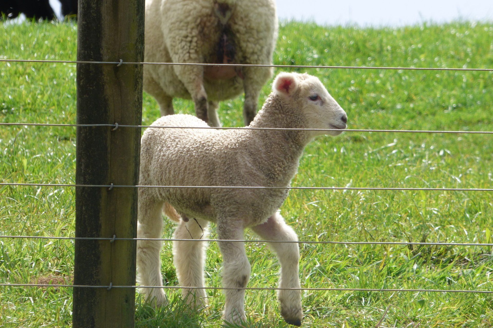 A baby sheep is standing next to a fence in a field.