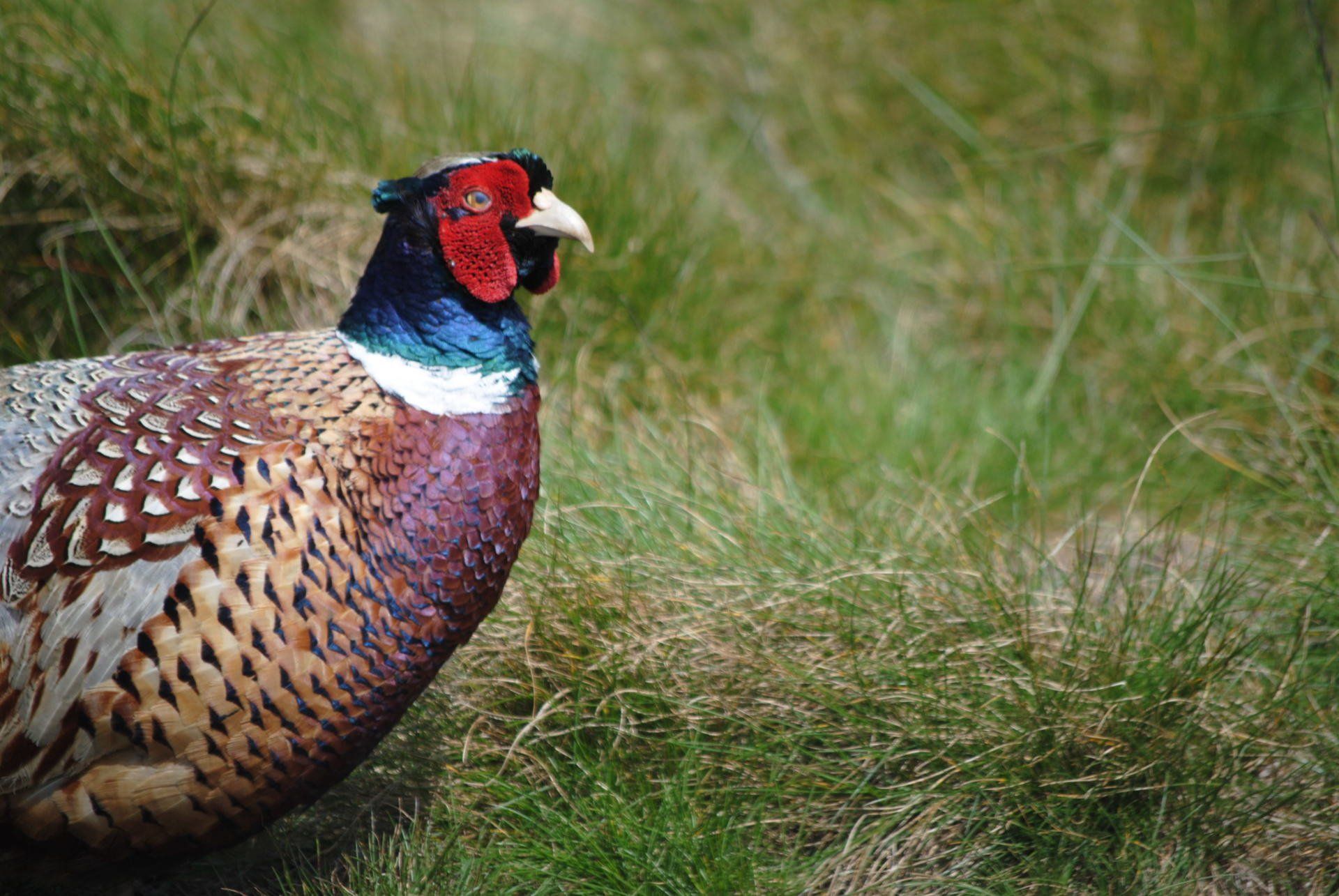 A close up of a pheasant standing in the grass.
