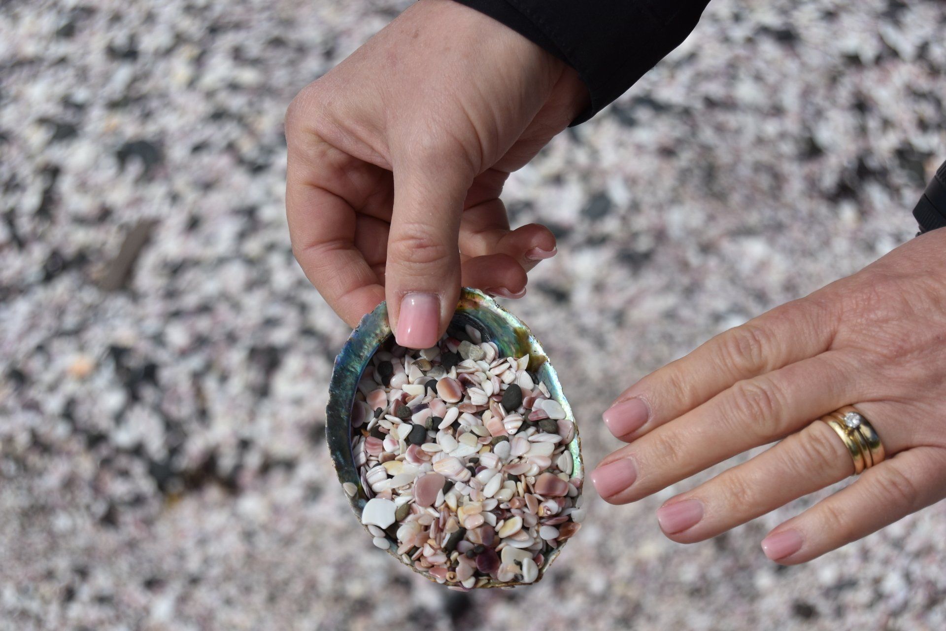 A person is holding a shell filled with seashells.