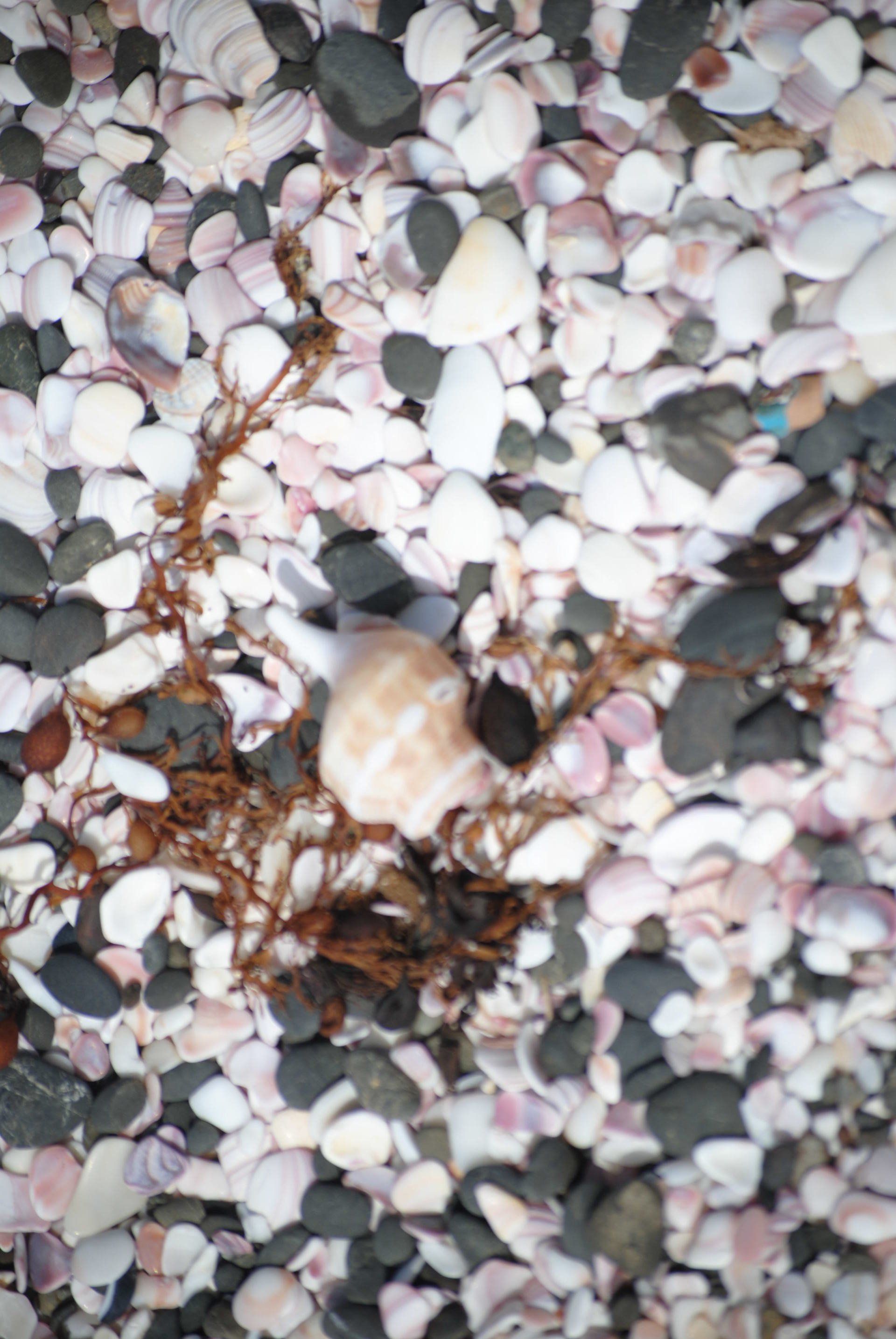 A pile of seashells and rocks on a beach