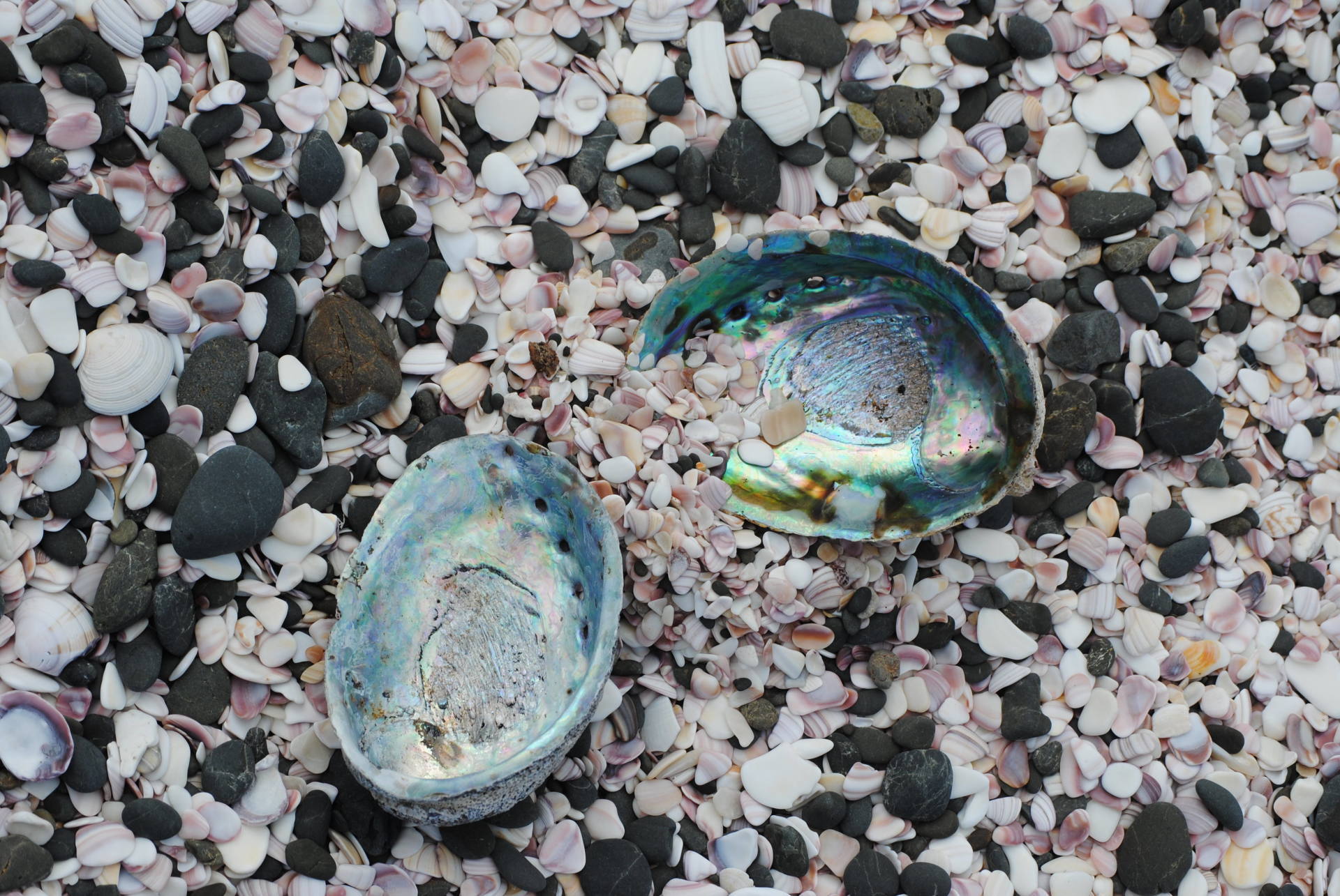 A shell is sitting on top of a pile of rocks.