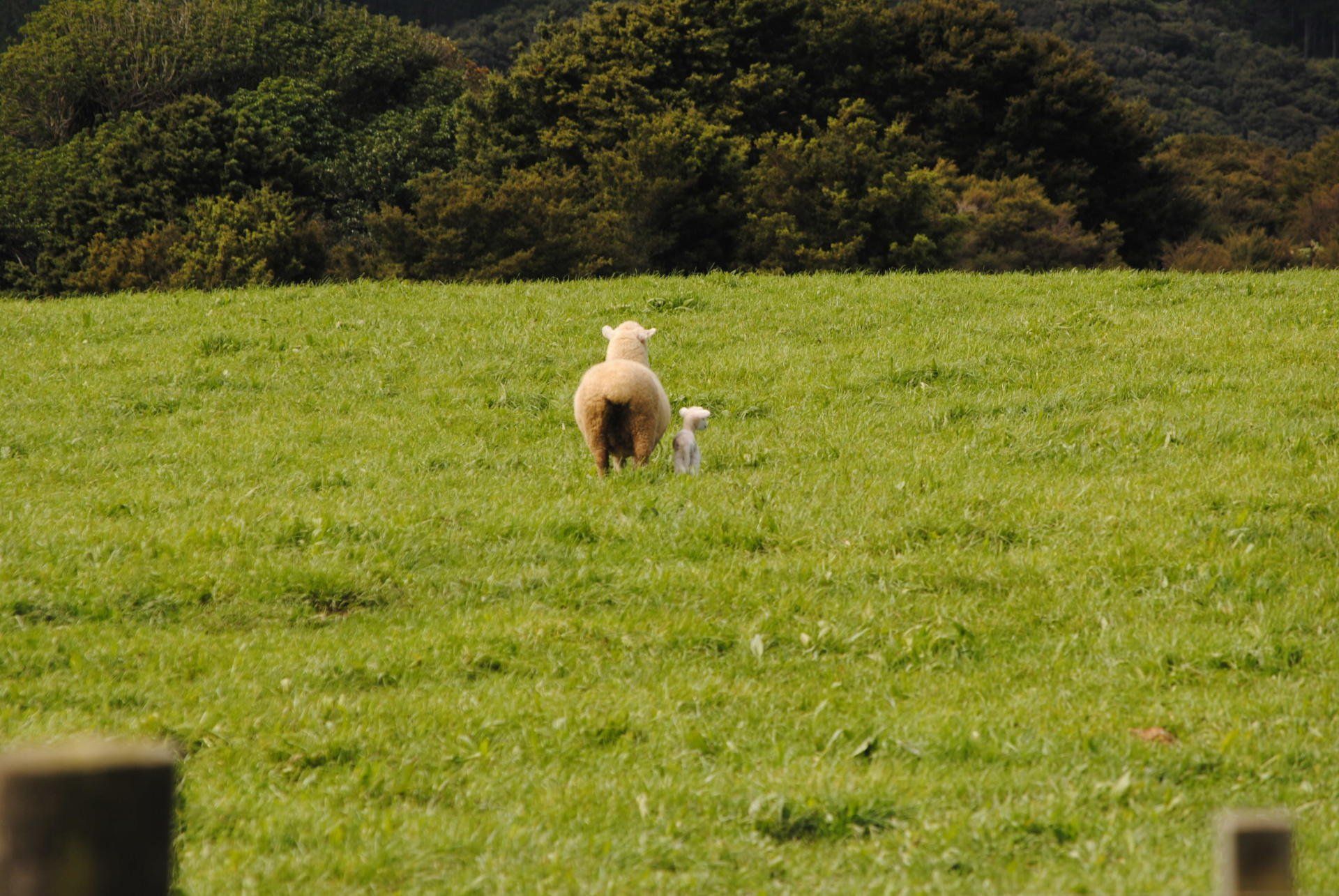 A sheep and a lamb are standing in a grassy field.