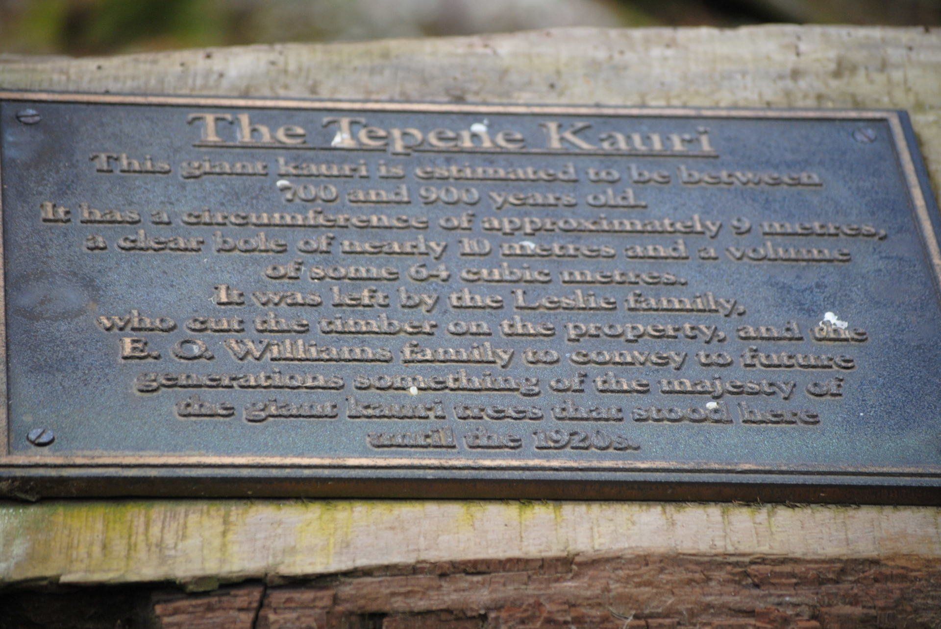 A plaque that says the tepene kauri on it