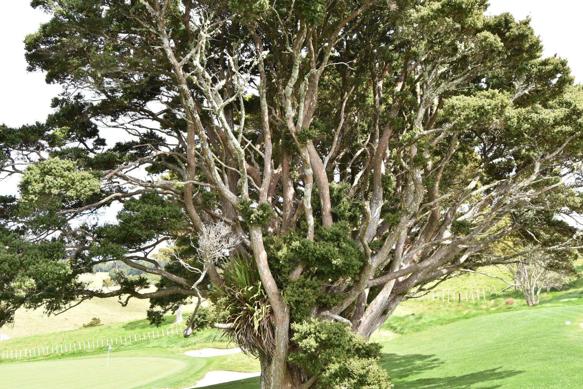A large tree is sitting on top of a lush green field.