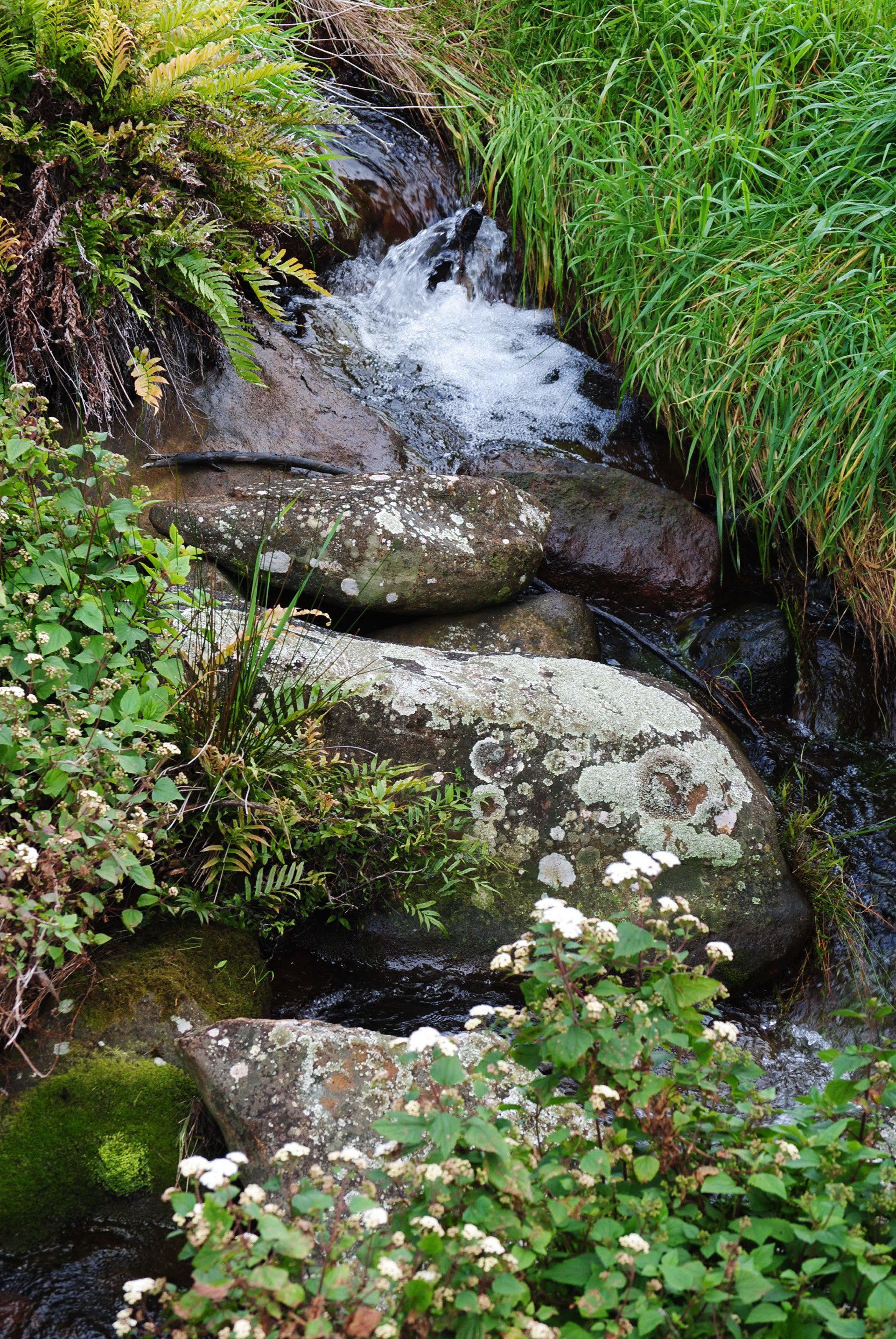 A small stream running through a lush green forest surrounded by rocks and plants.