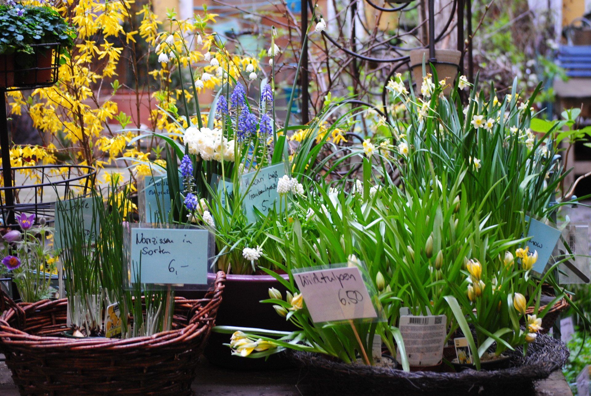 A bunch of potted plants with a sign that says ' blumen ' on it