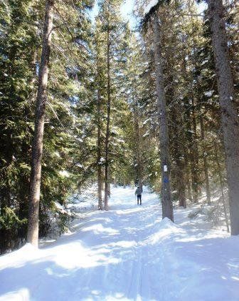 A person is walking down a snowy path in the woods.