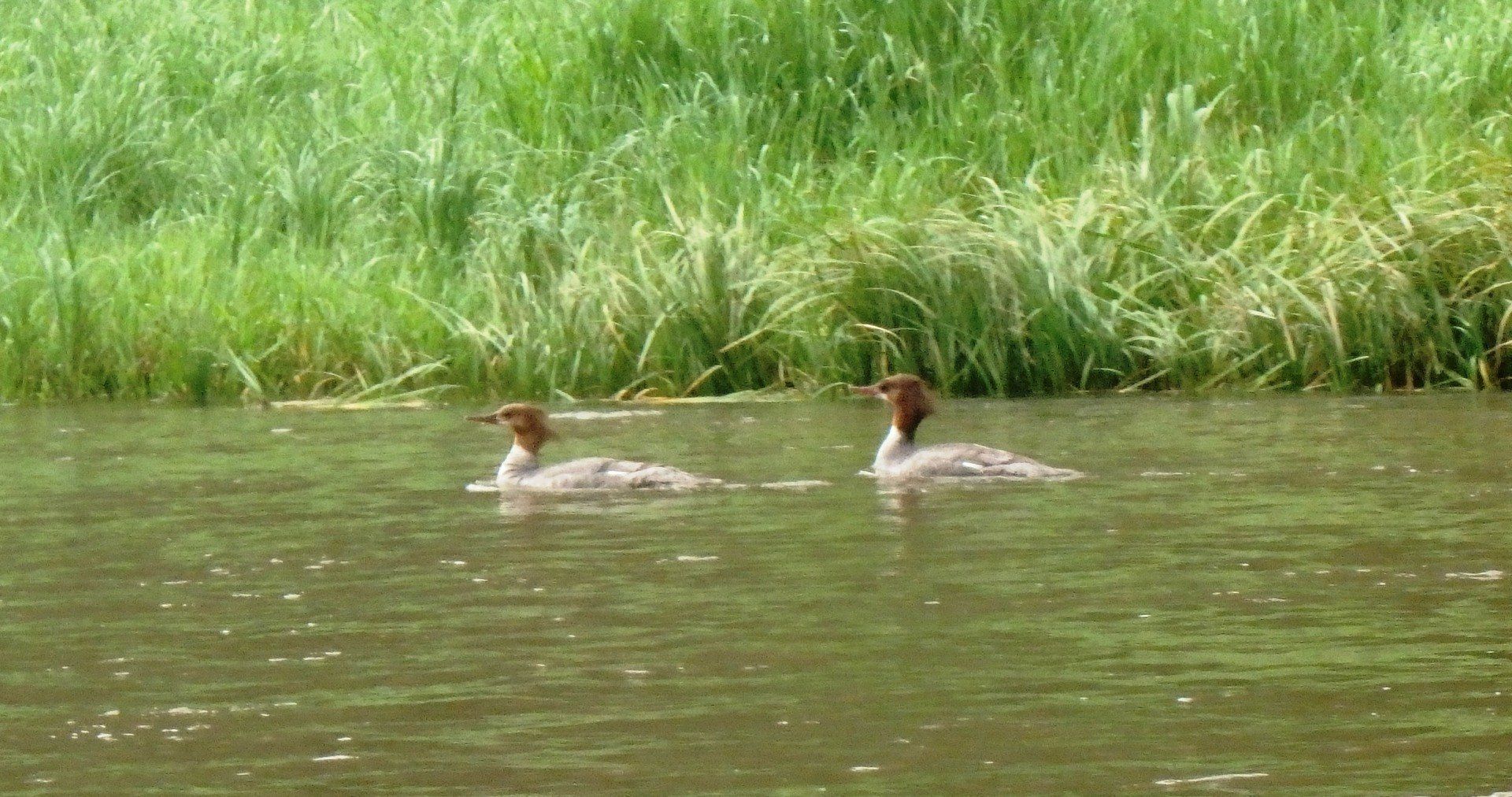 Two ducks are swimming in the water near a grassy shoreline.