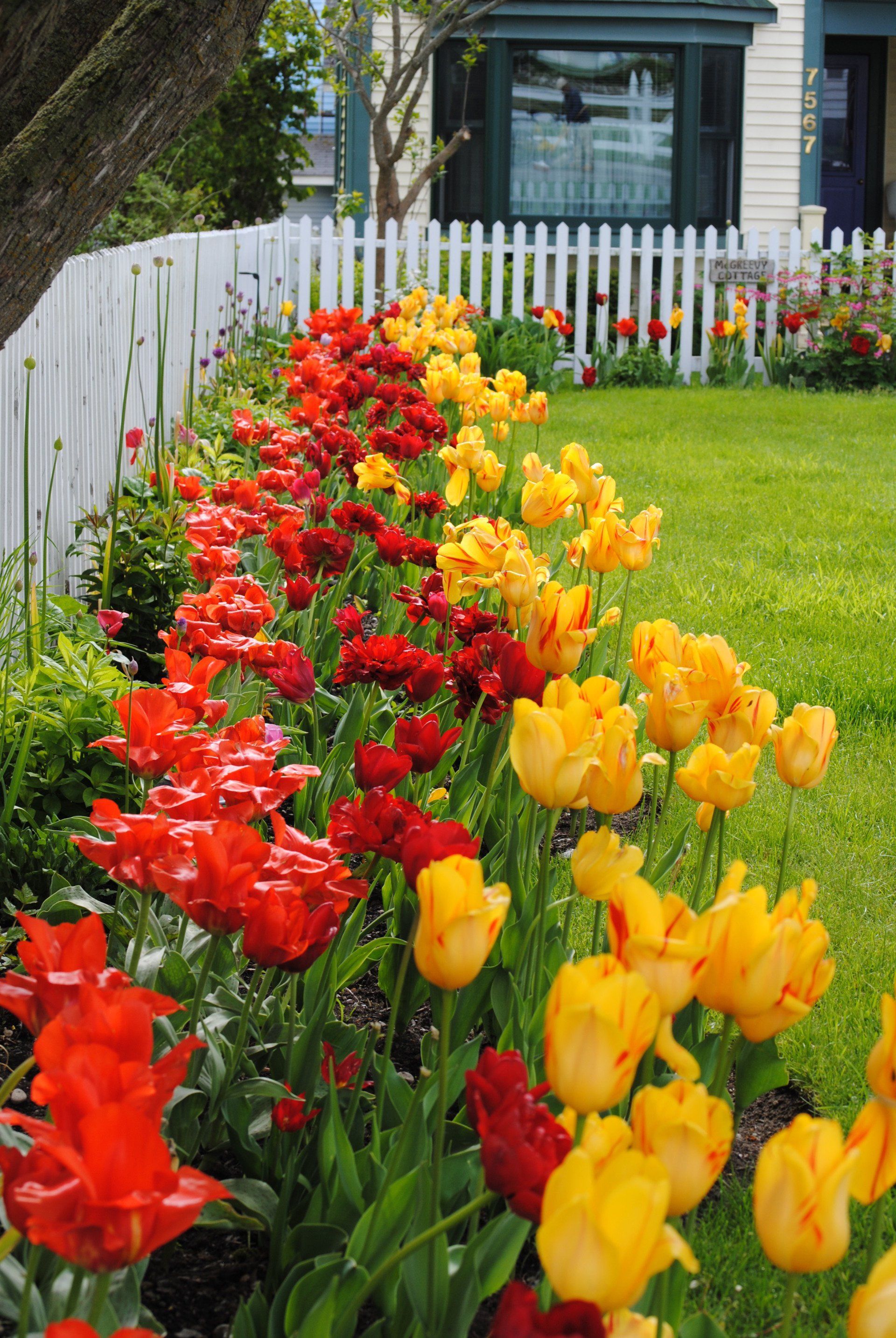 A row of red and yellow tulips in front of a white picket fence.