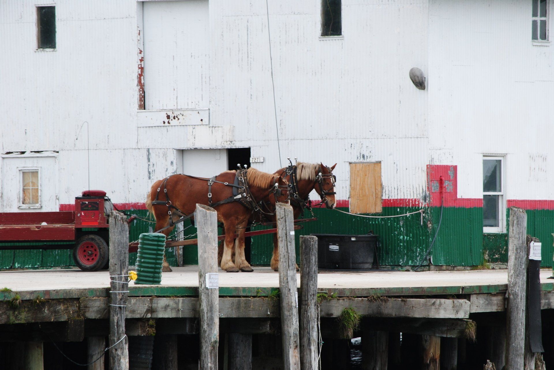 Two horses are standing on a dock in front of a building
