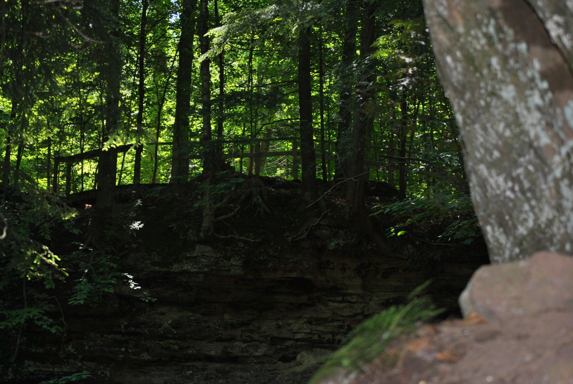 There is a bridge in the middle of the woods.