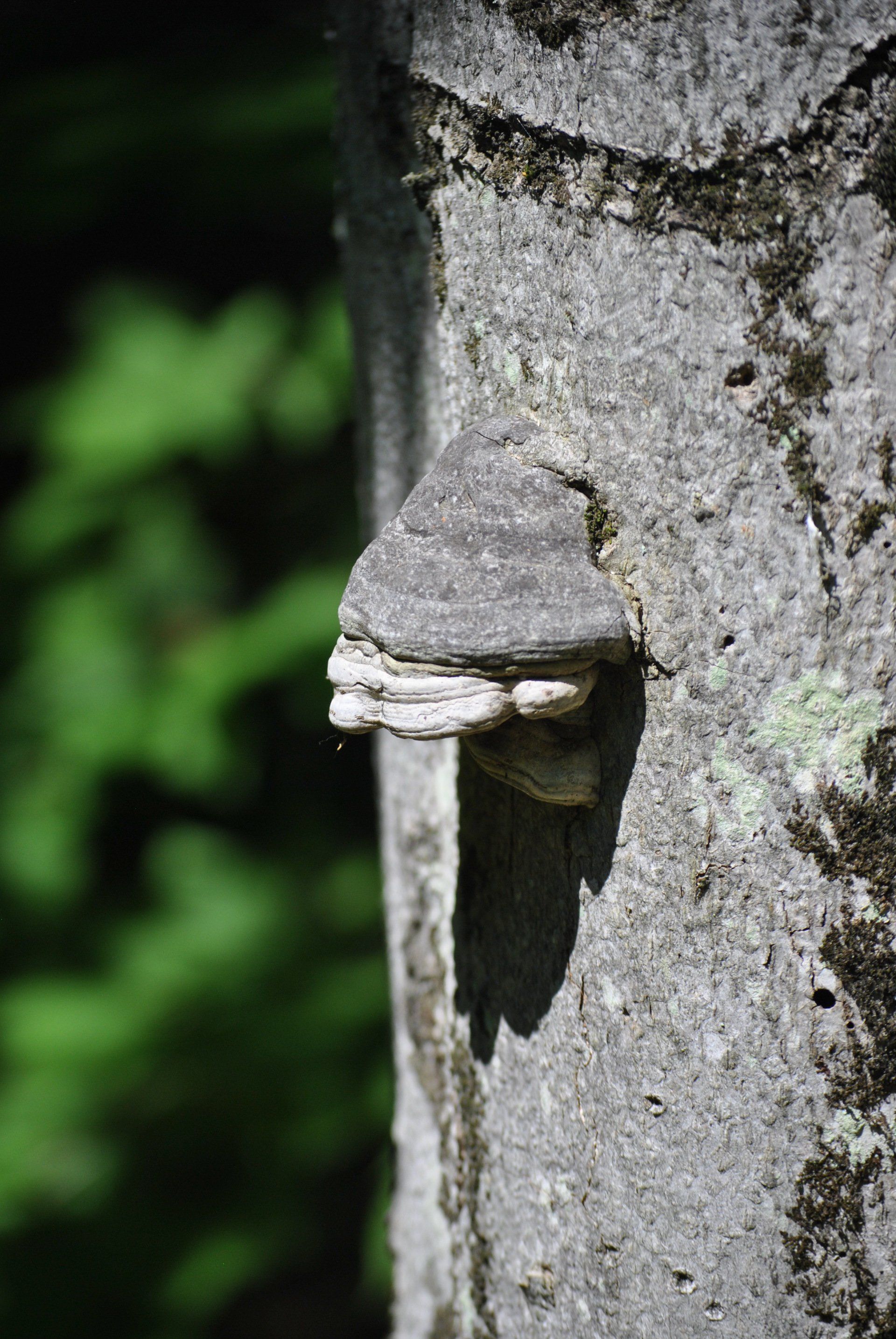 A close up of a mushroom growing on a tree trunk.