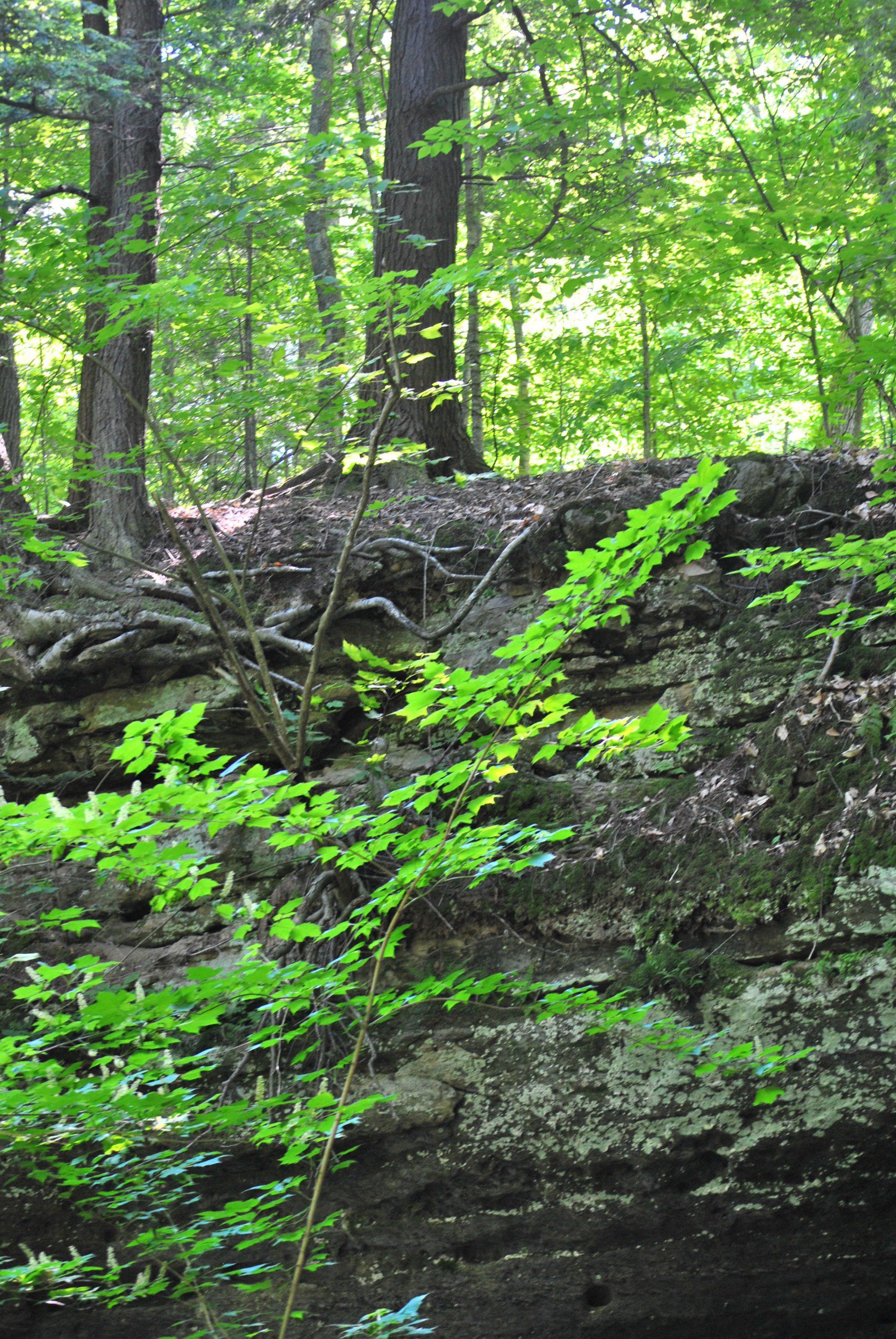 A forest with trees and rocks covered in green leaves