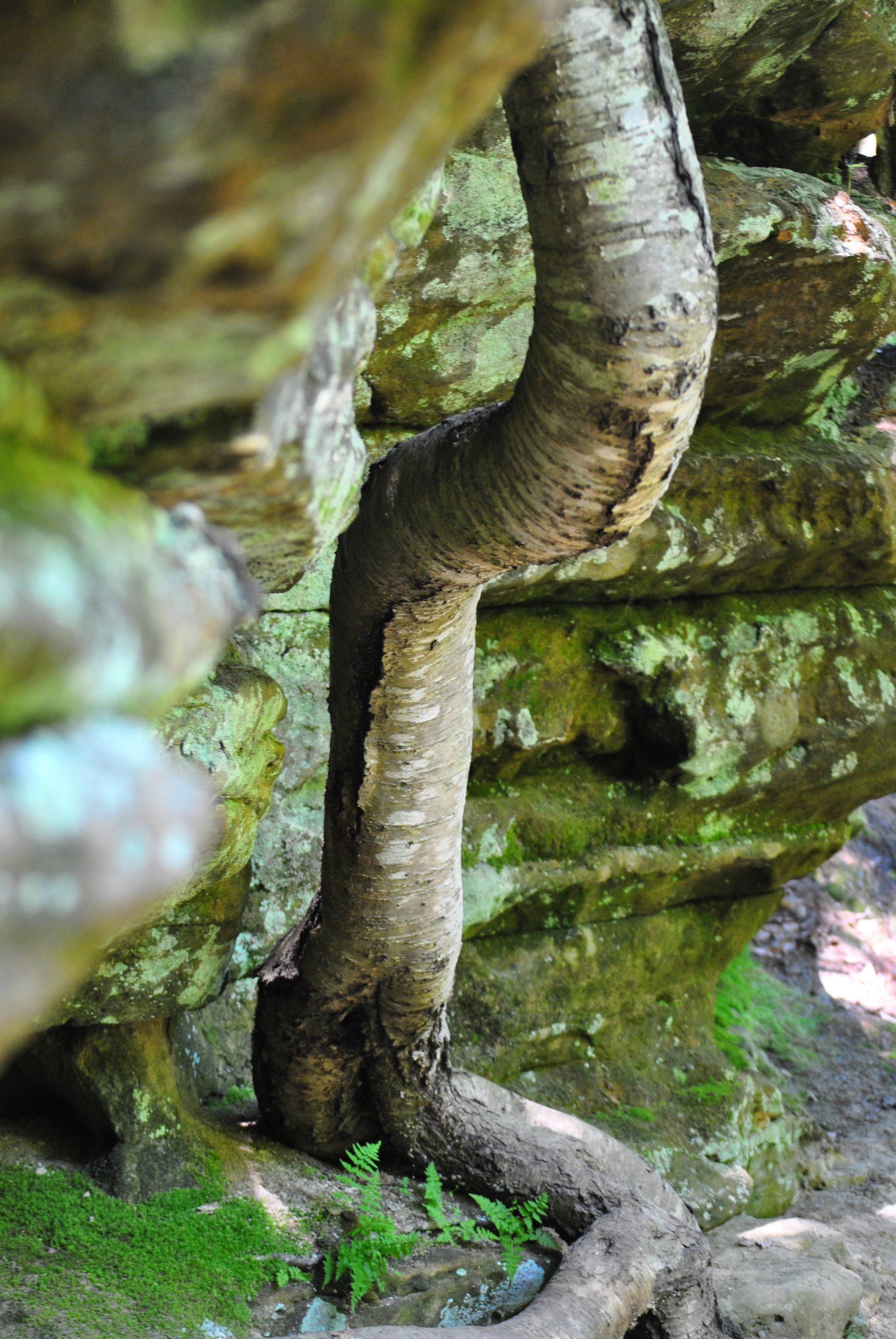 A tree with roots growing out of a rock wall.