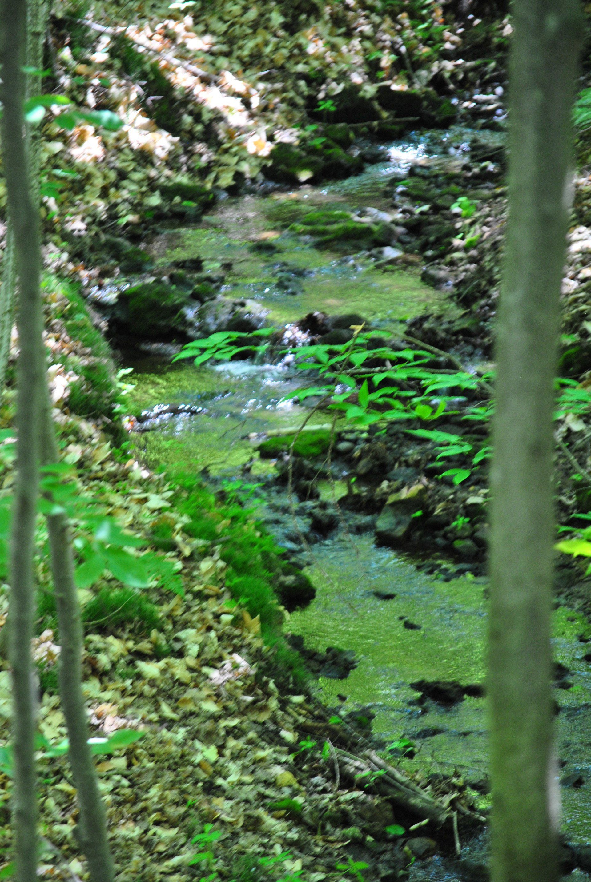 A small stream running through a lush green forest.