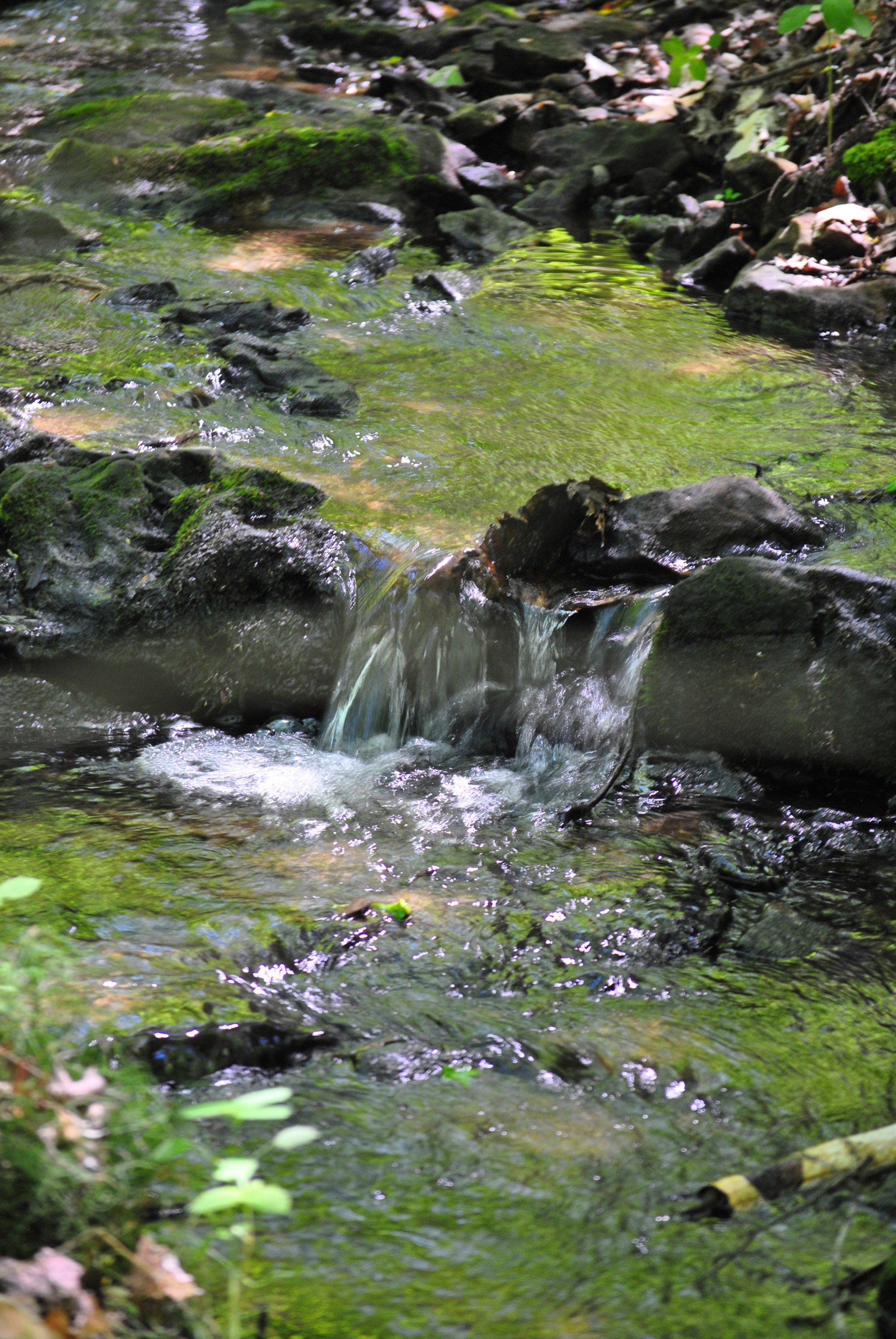 A stream running through a lush green forest surrounded by rocks and moss.