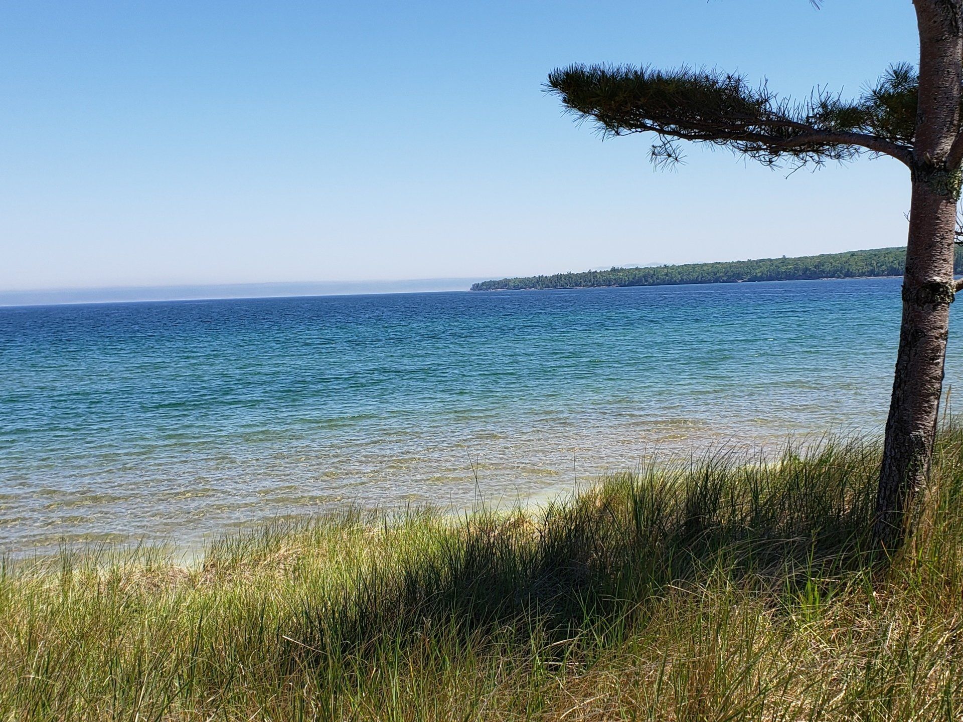 A tree stands on the shore of a lake with a view of the water.